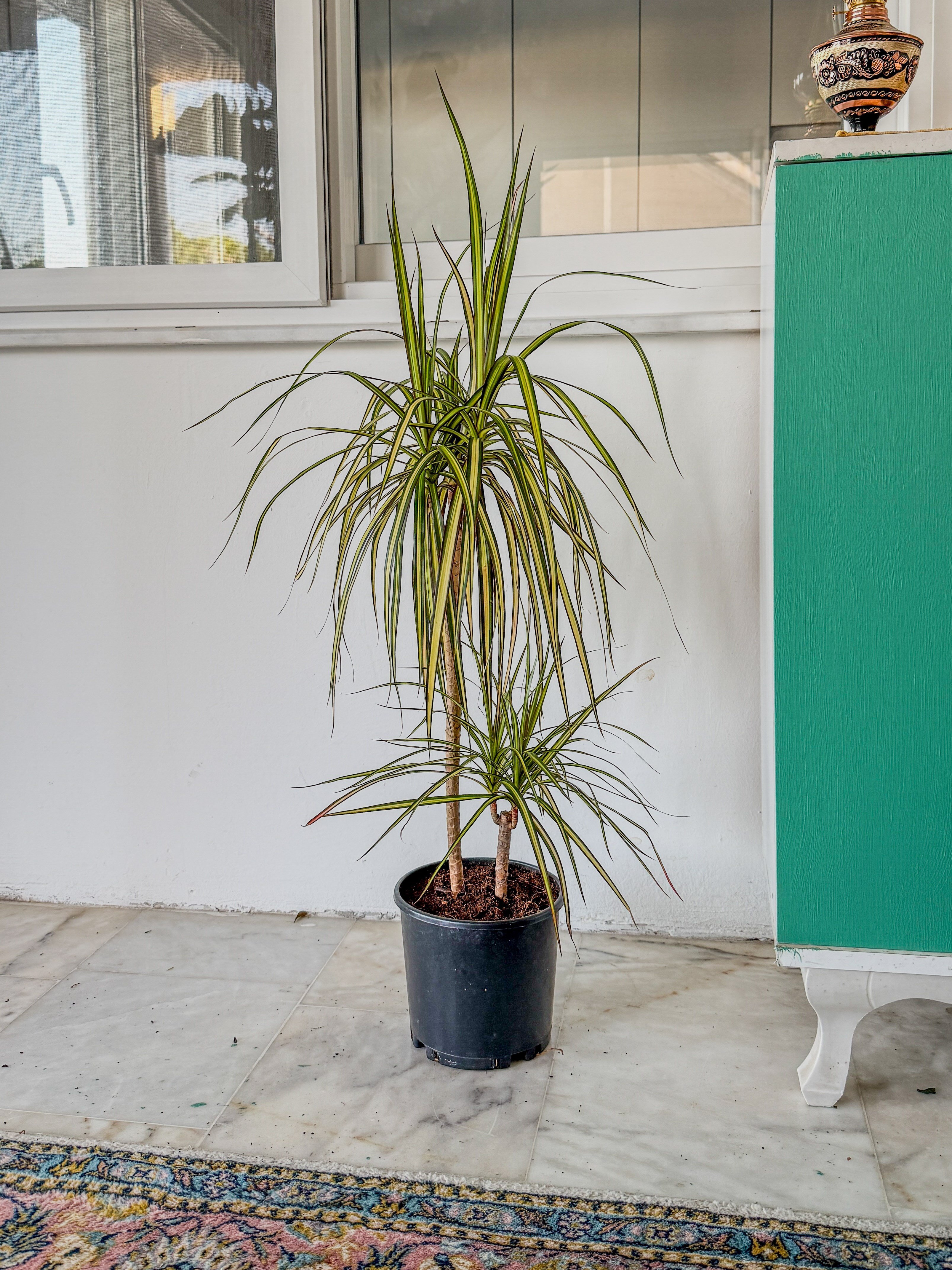 Dracaena Marginata Sunray Bitkisi 2 Gövdeli - Madagaskar Dragon Ağacı