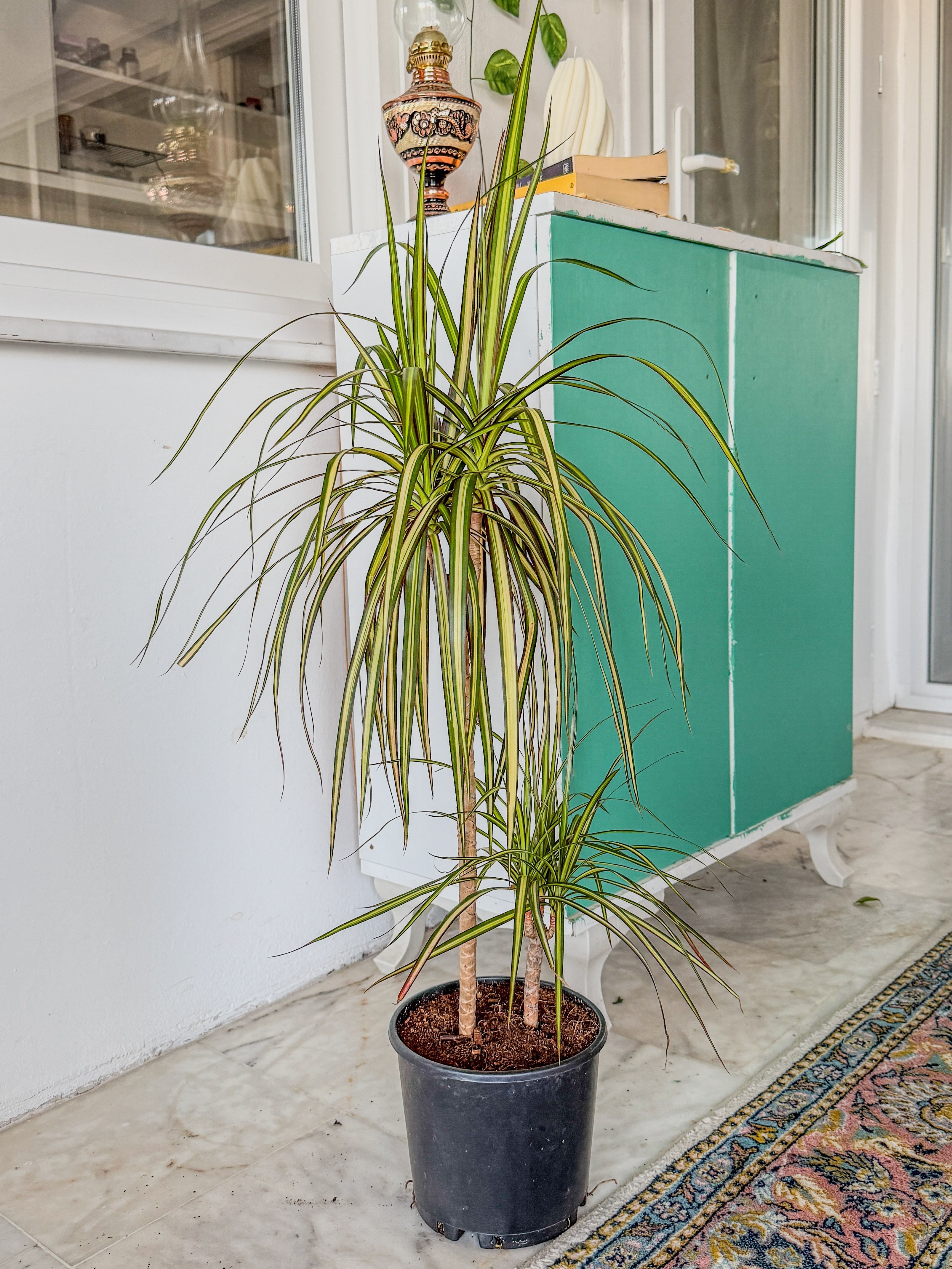 Dracaena Marginata Sunray Bitkisi 2 Gövdeli - Madagaskar Dragon Ağacı