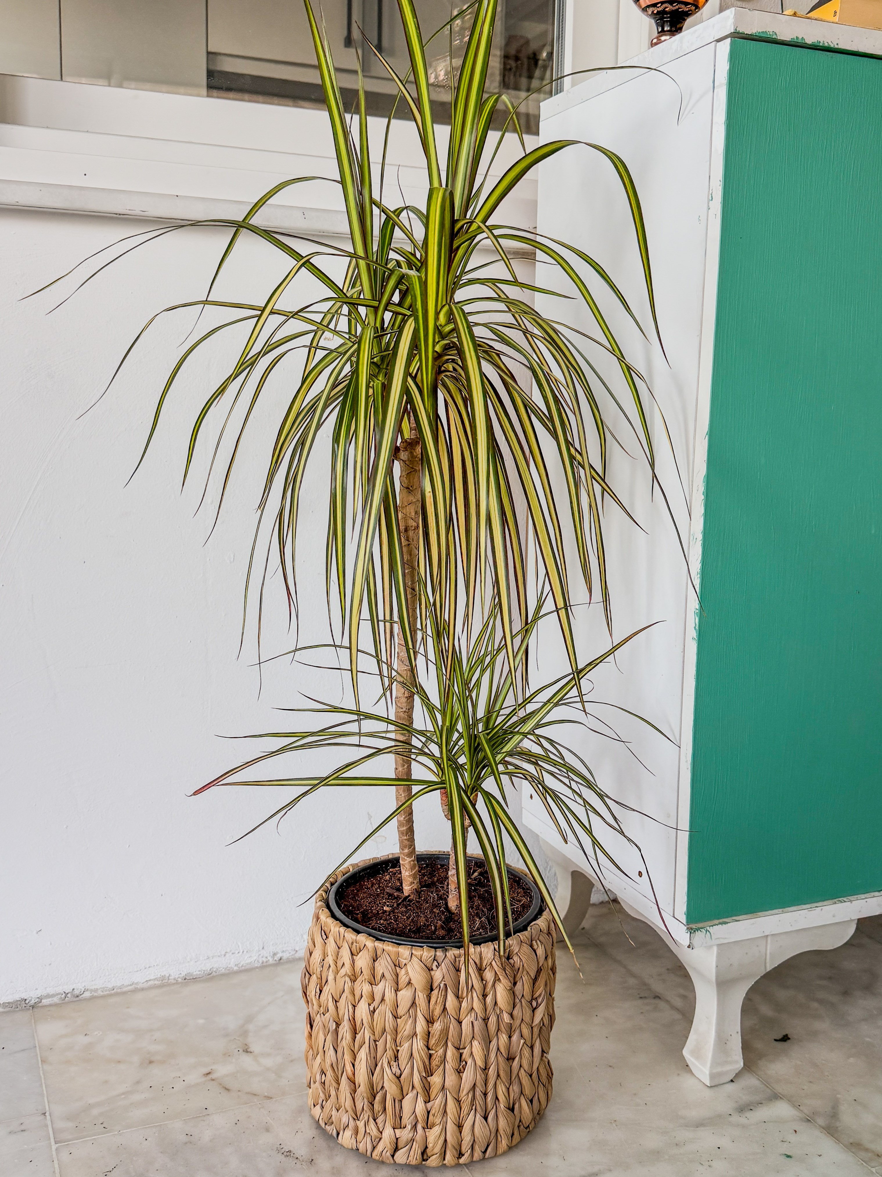 Dracaena Marginata Sunray Bitkisi 2 Gövdeli - Madagaskar Dragon Ağacı