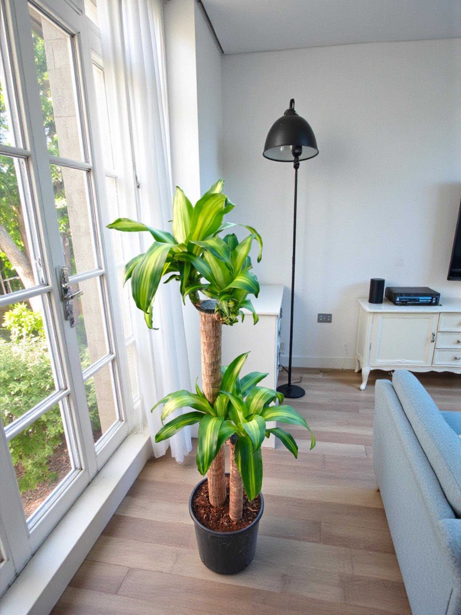 Dracaena Massengena 2 Gövdeli XL – 130-140 cm Kalın Gövdeli Prestij Bitkisi
