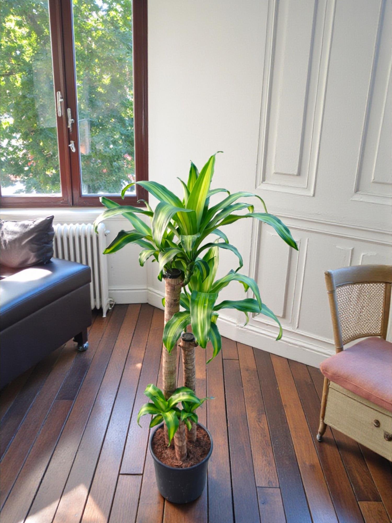 Dracaena Massengena 3 Gövdeli XXL – 130-140 cm Kalın Gövdeli Prestij Bitkisi