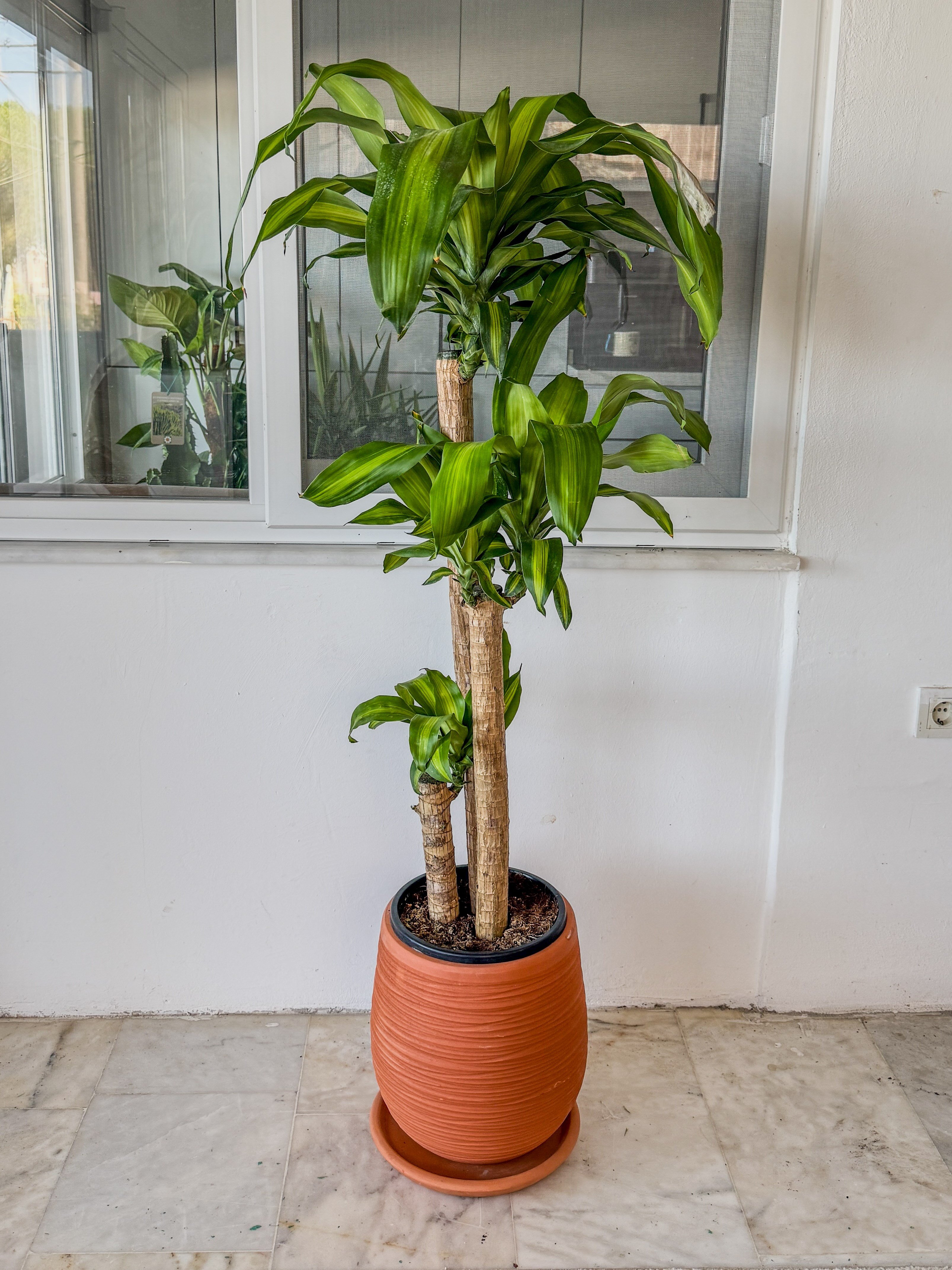 Dracaena Massengena 3 Gövdeli XXL – 130-140 cm Kalın Gövdeli Prestij Bitkisi