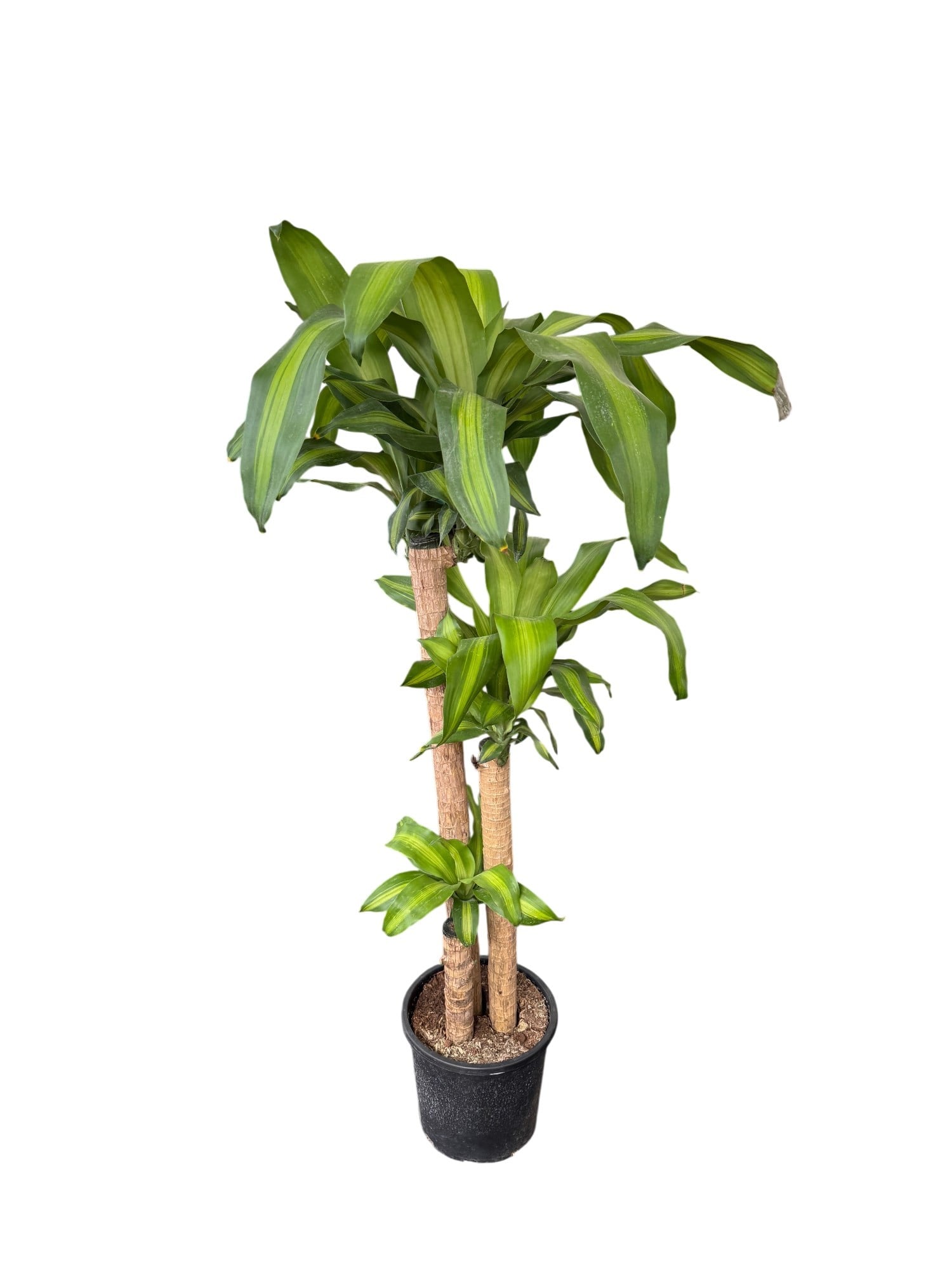 Dracaena Massengena 3 Gövdeli XXL – 130-140 cm Kalın Gövdeli Prestij Bitkisi