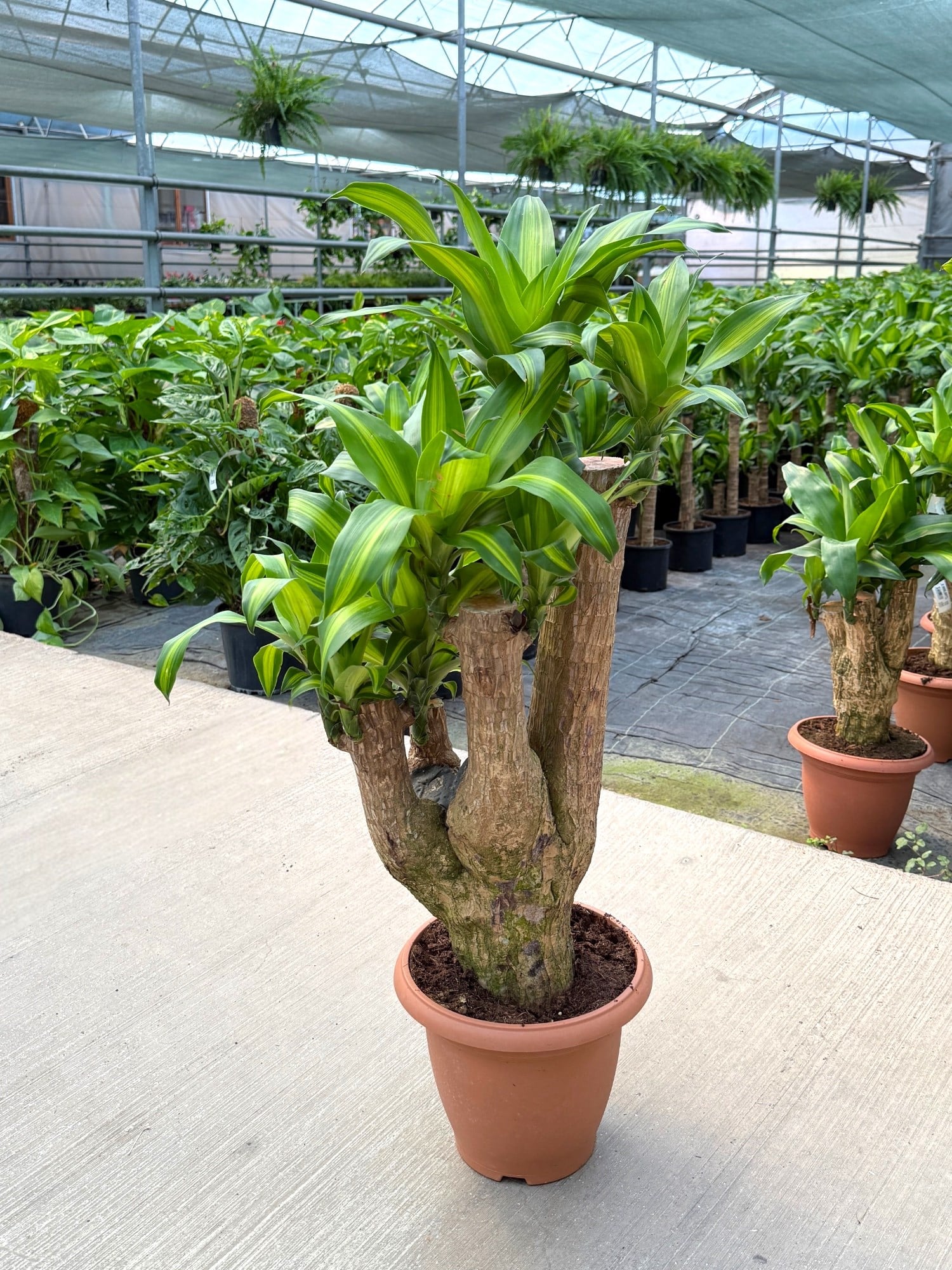 Dracaena Massengena (Çatallı Anaç) 80 cm – Gösterişli ve Heykelsi Tropikal Dokunuş 🌿