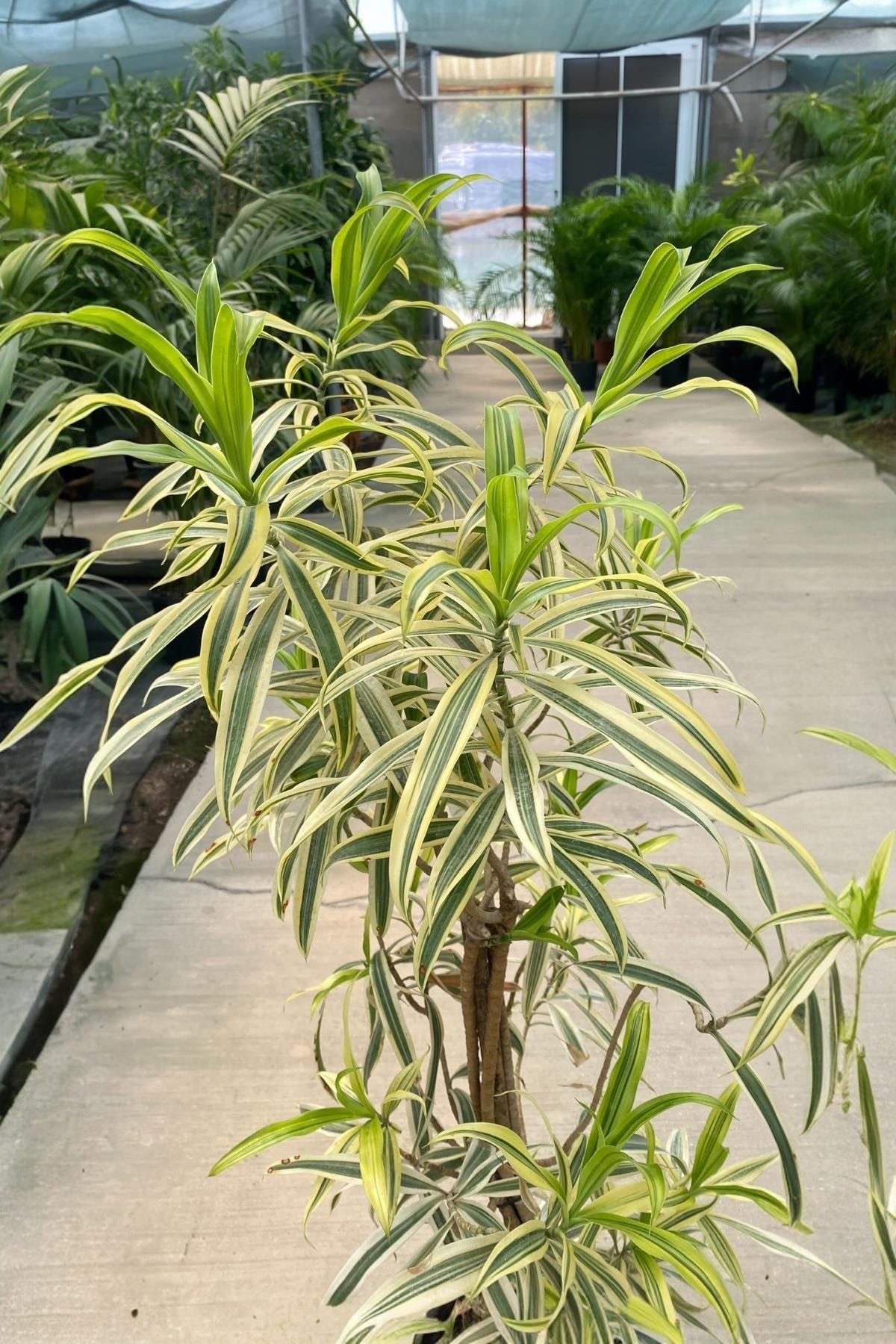Dracaena Reflexa (Song of India) Bitkisi 130-150 Cm 