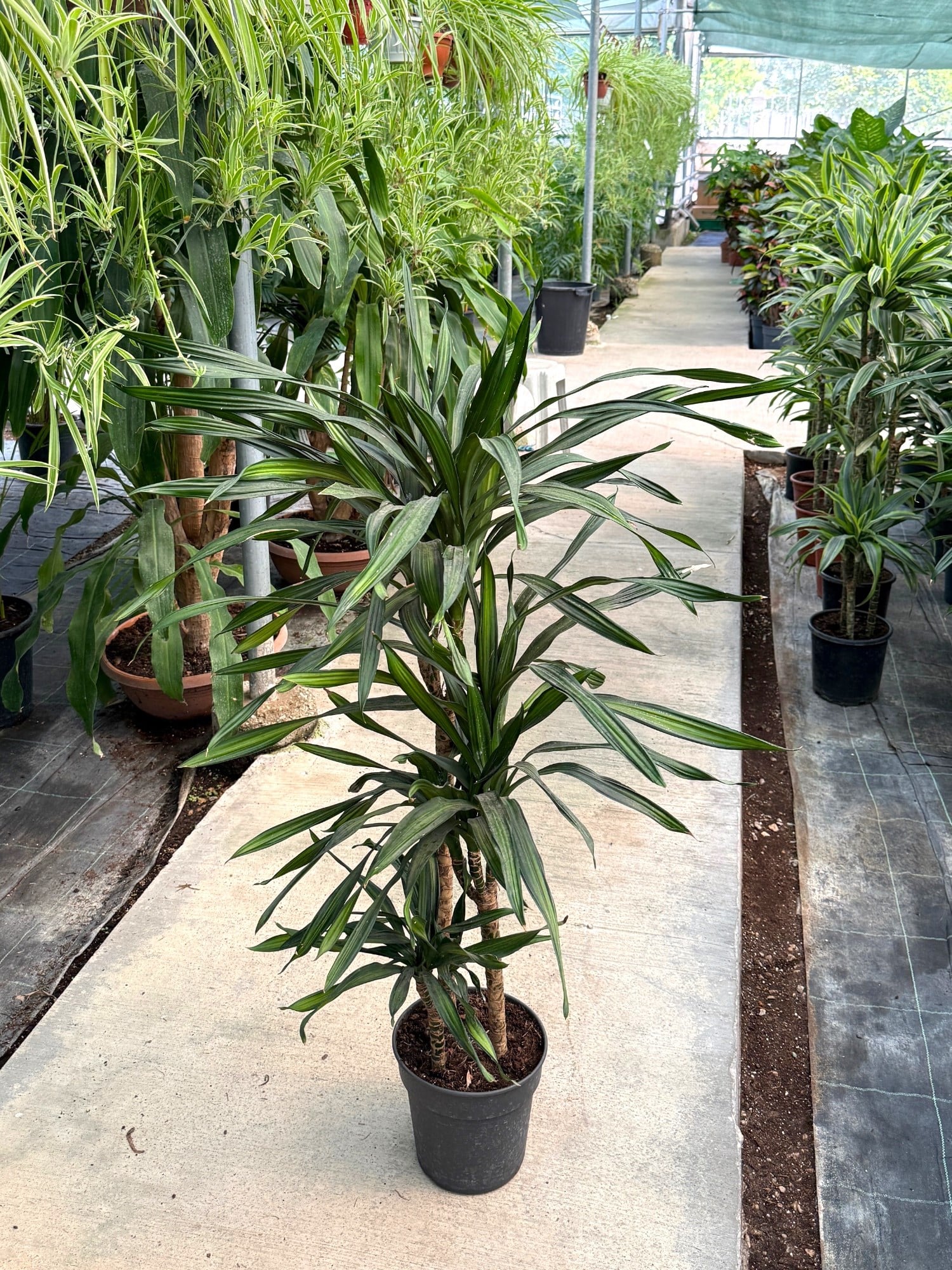 Dracaena Riki 3 Kök (120-130 cm) – Geniş Yapraklı Tropikal Gösteriş 🌿