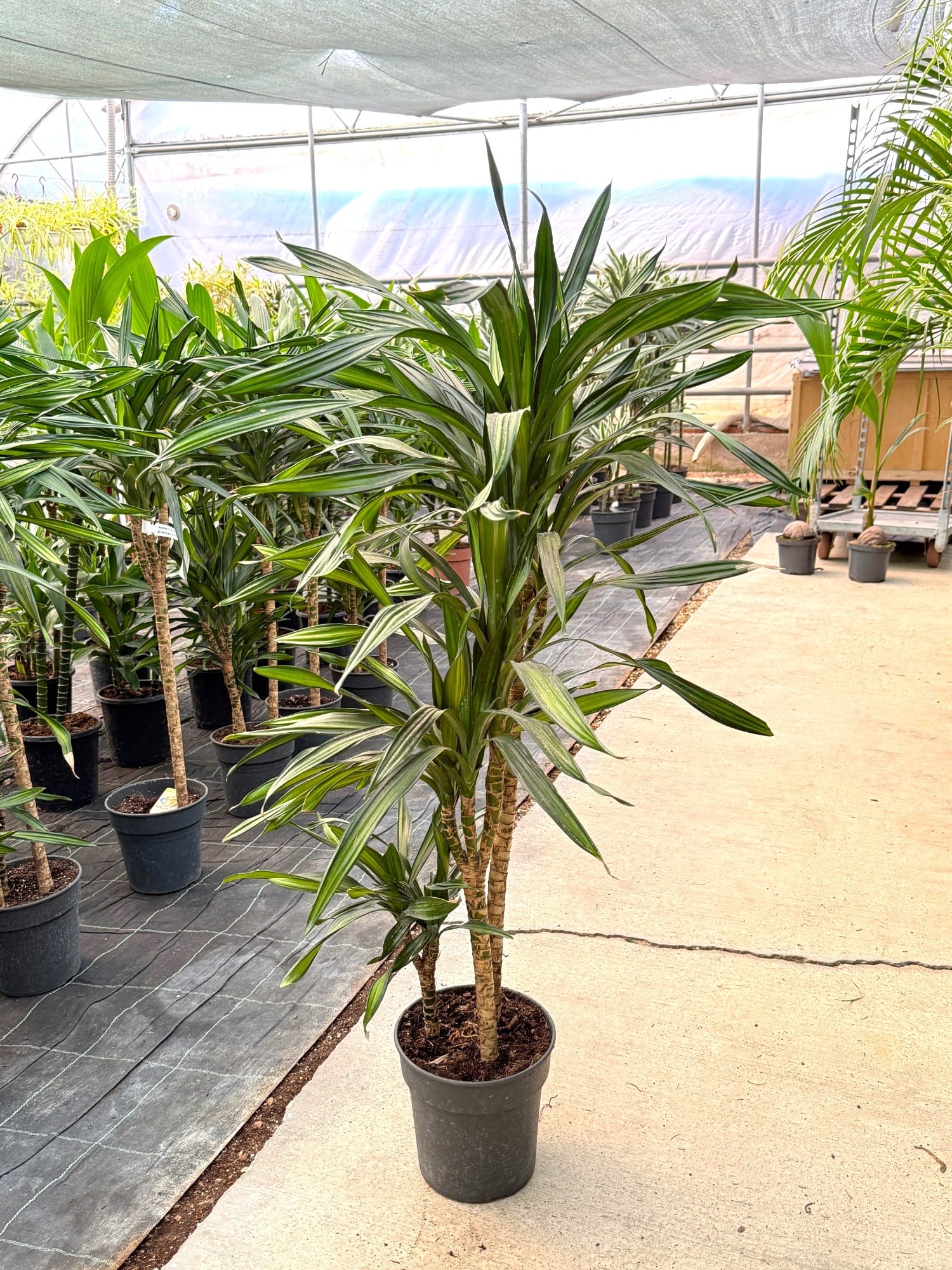 Dracaena Riki 3 Kök (120-130 cm) – Geniş Yapraklı Tropikal Gösteriş 🌿