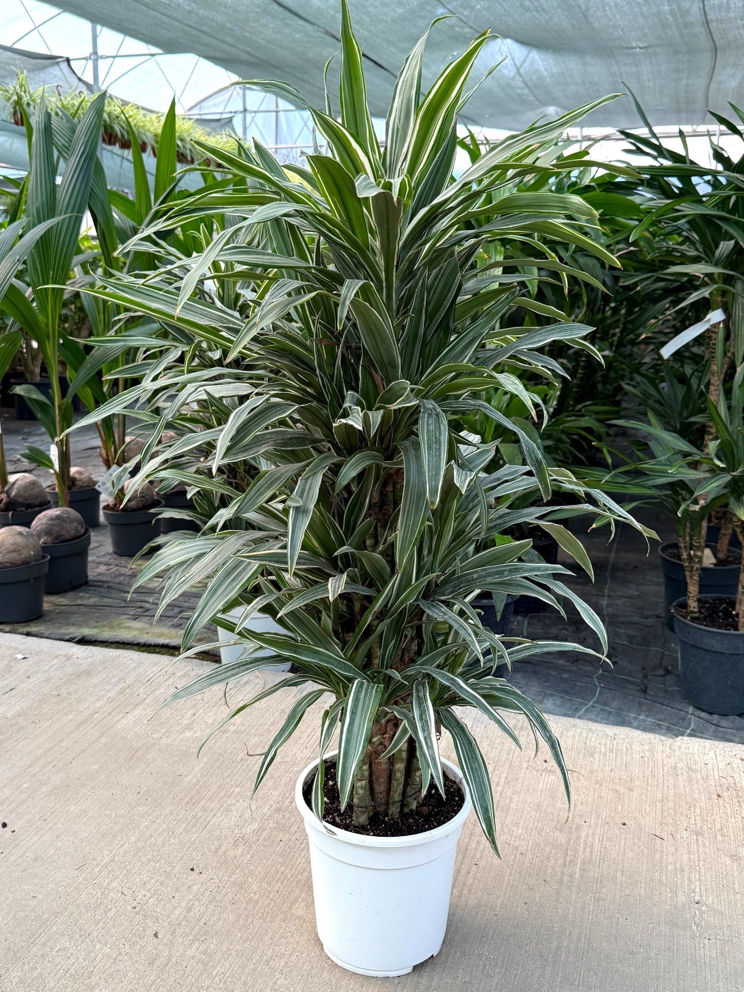 Dracaena Warneckii 14 Kök (100-120 cm) – Çizgili Yapraklarıyla Dolgun ve Havası Temiz 🌿