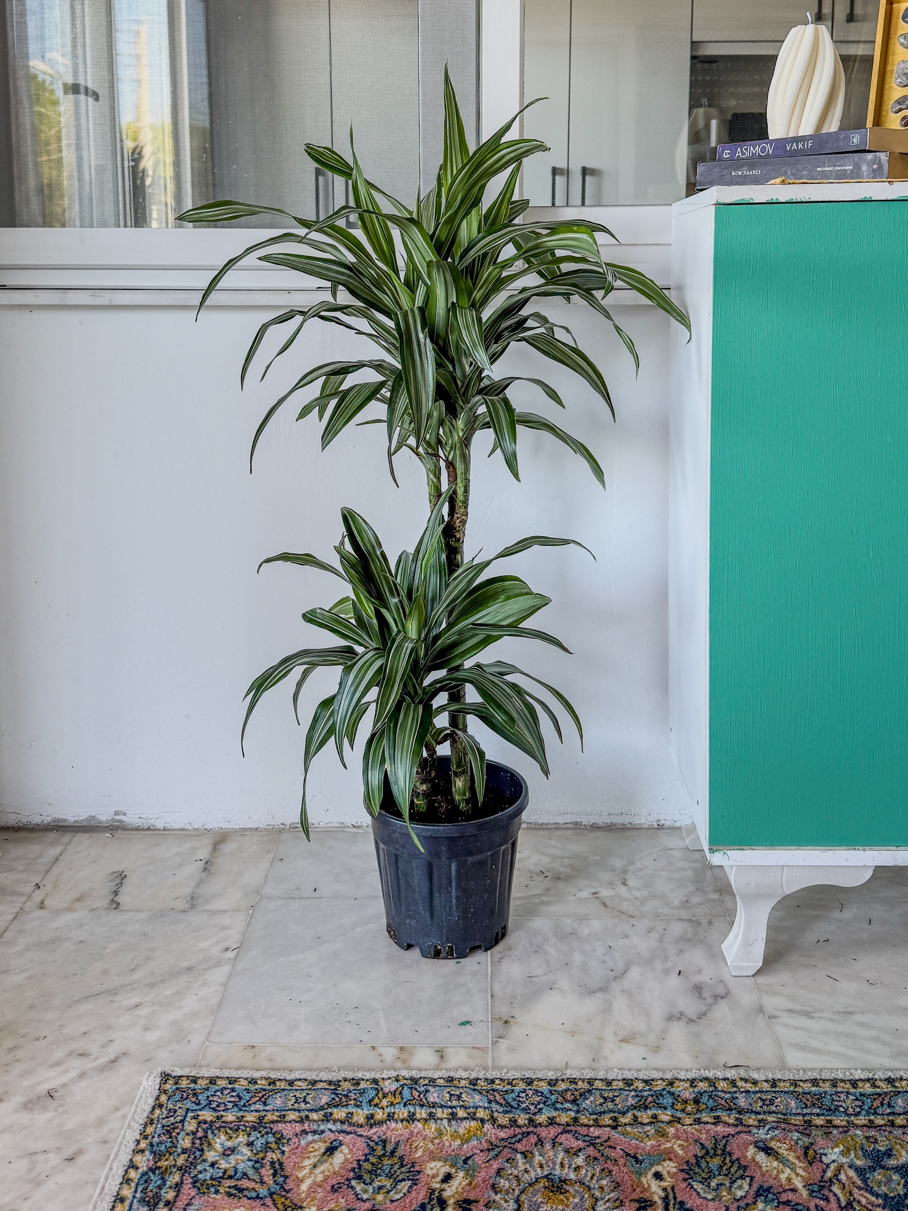 Dracaena Warneckii 2 Kök (80-100 cm) – Çizgili Yapraklarıyla Devasa Hacim 🌿