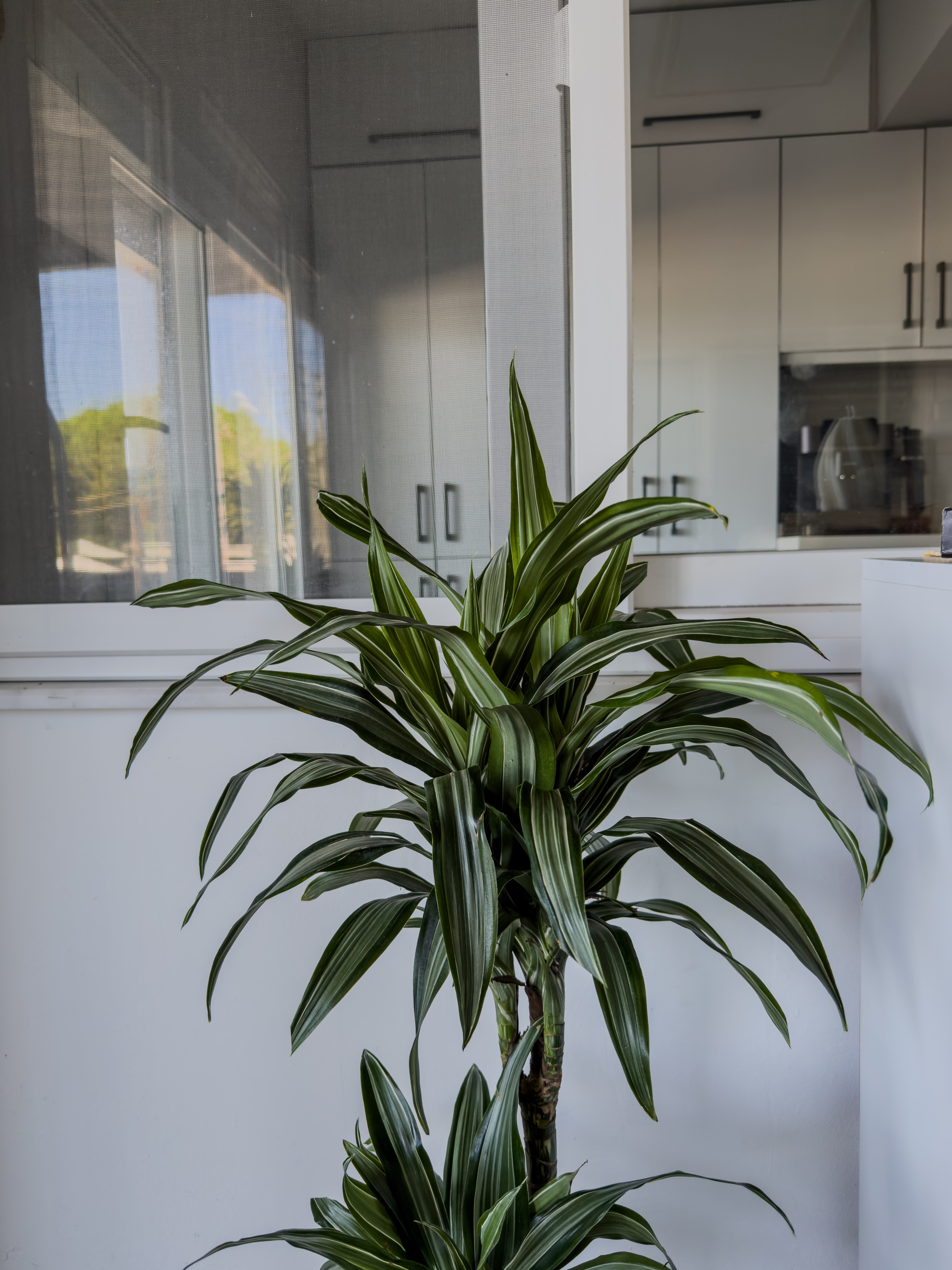 Dracaena Warneckii 2 Kök (80-100 cm) – Çizgili Yapraklarıyla Devasa Hacim 🌿