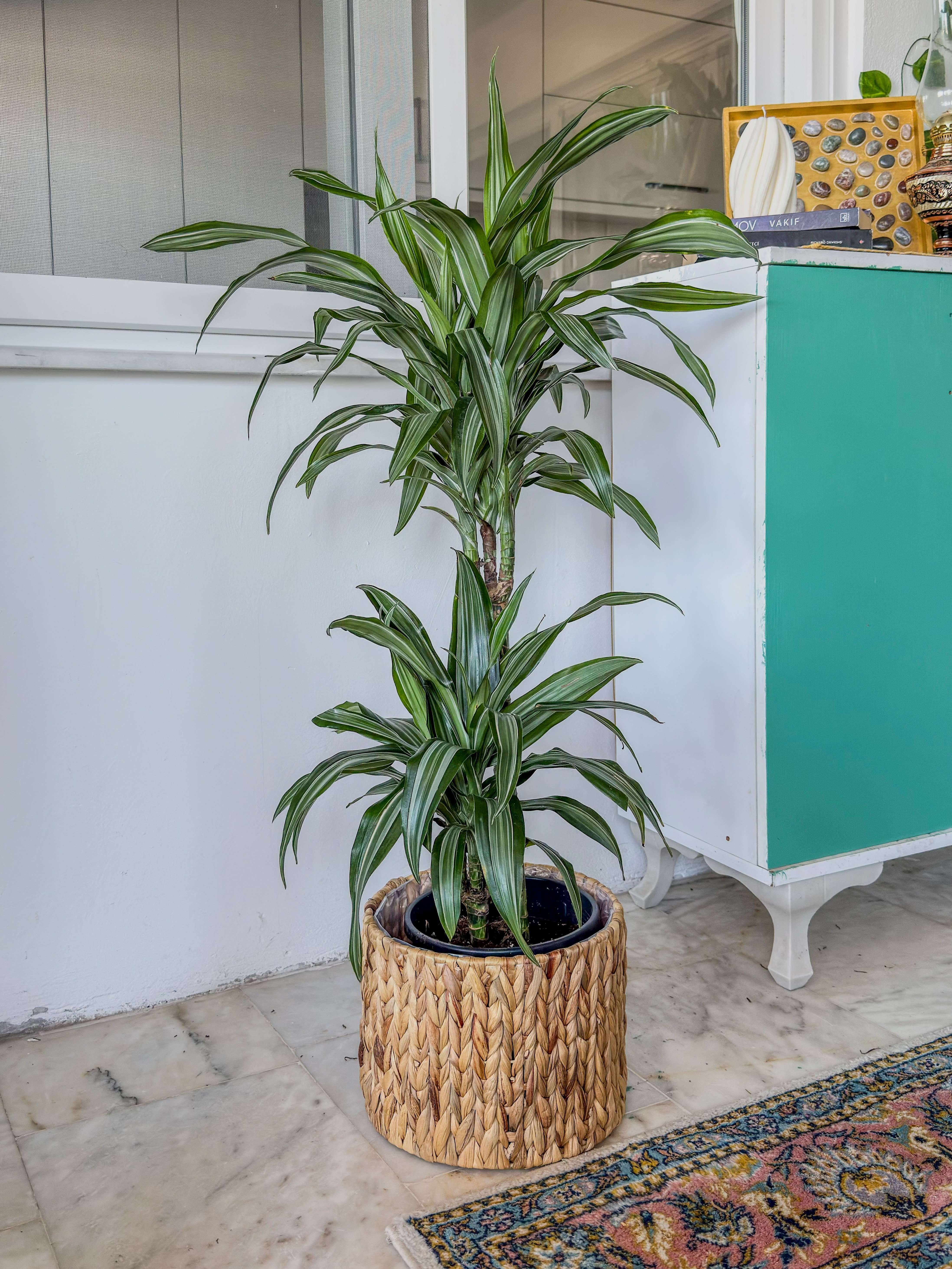 Dracaena Warneckii 2 Kök (80-100 cm) – Çizgili Yapraklarıyla Devasa Hacim 🌿