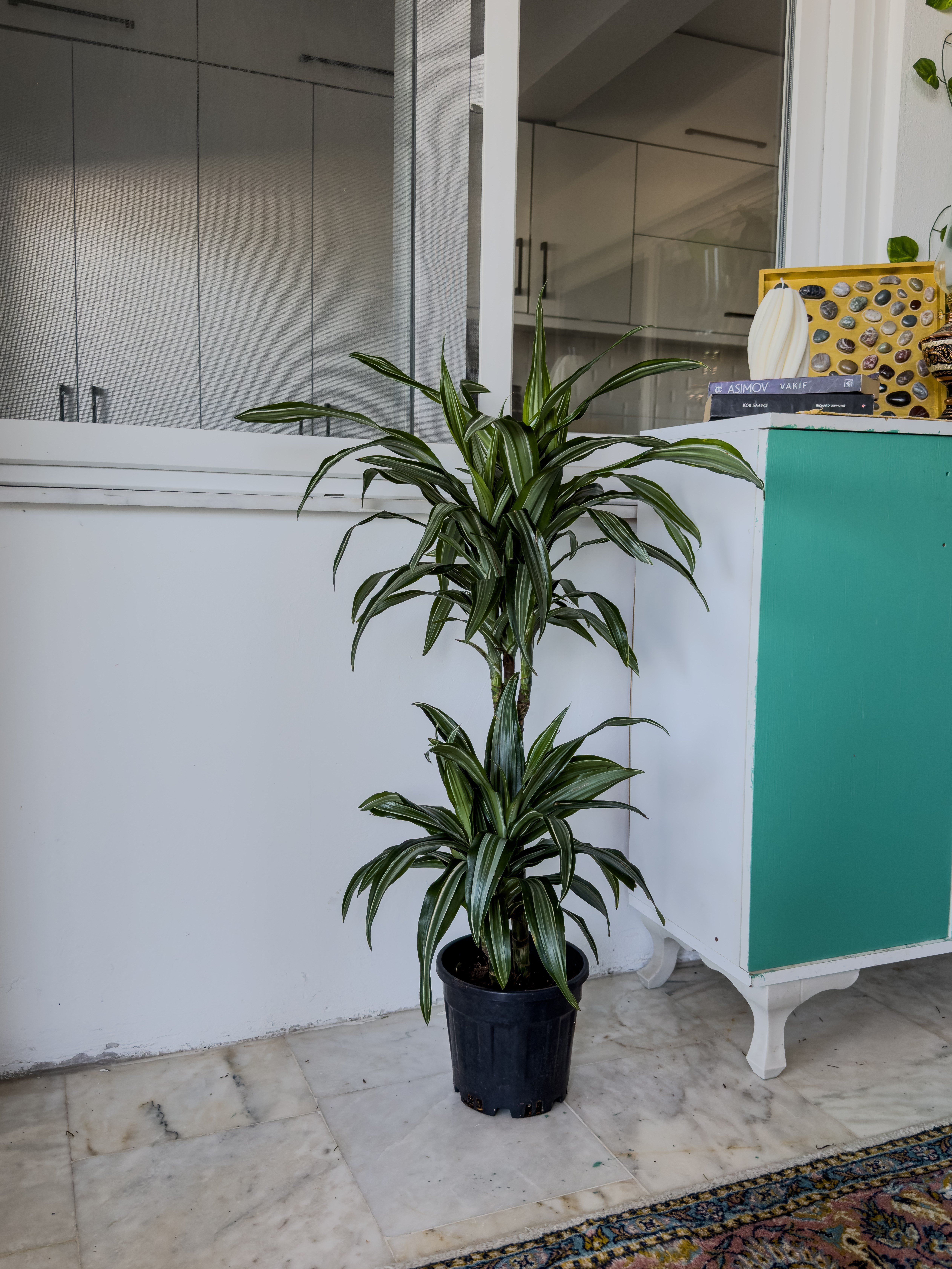 Dracaena Warneckii 2 Kök (80-100 cm) – Çizgili Yapraklarıyla Devasa Hacim 🌿