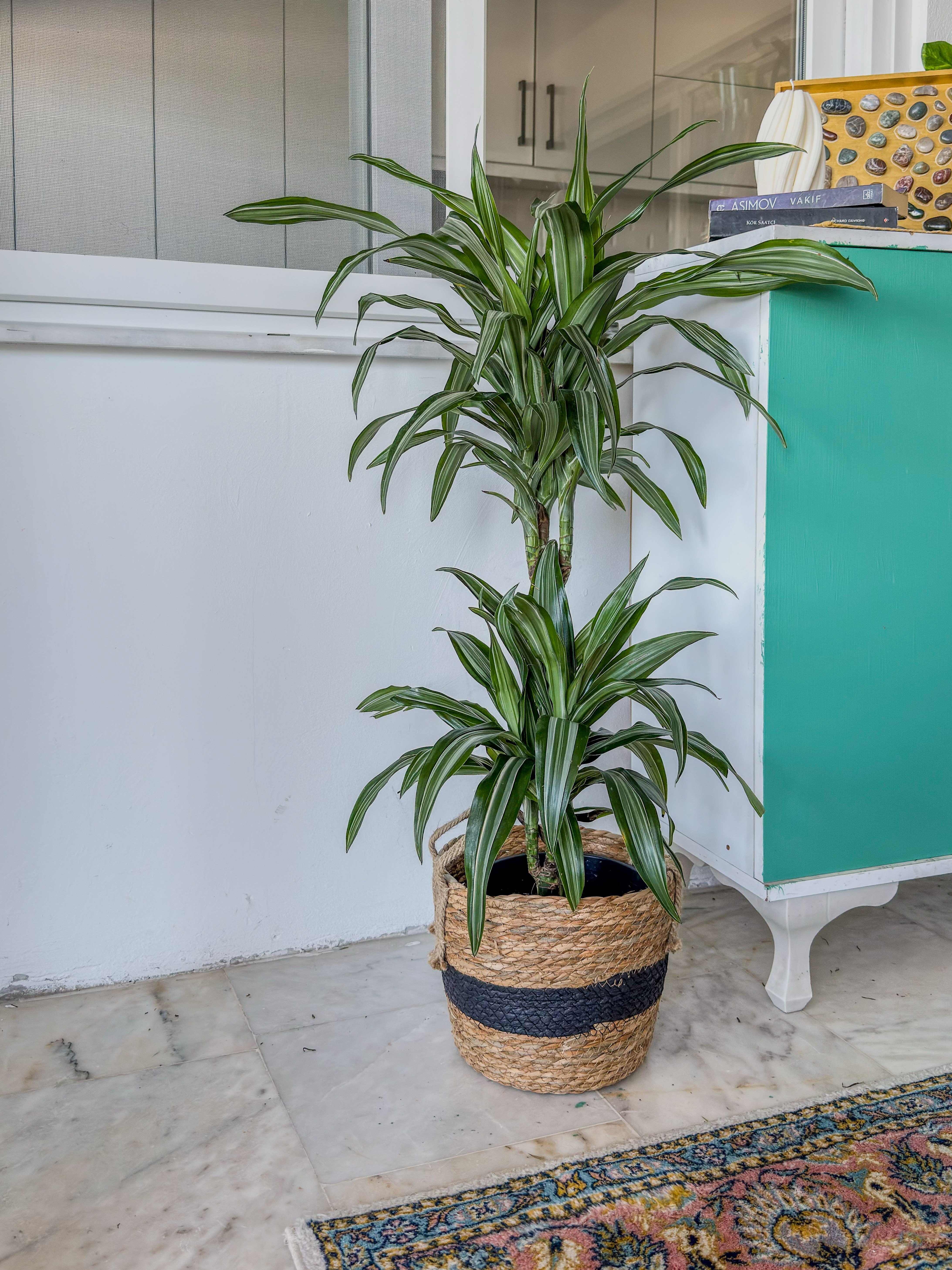 Dracaena Warneckii 2 Kök (80-100 cm) – Çizgili Yapraklarıyla Devasa Hacim 🌿