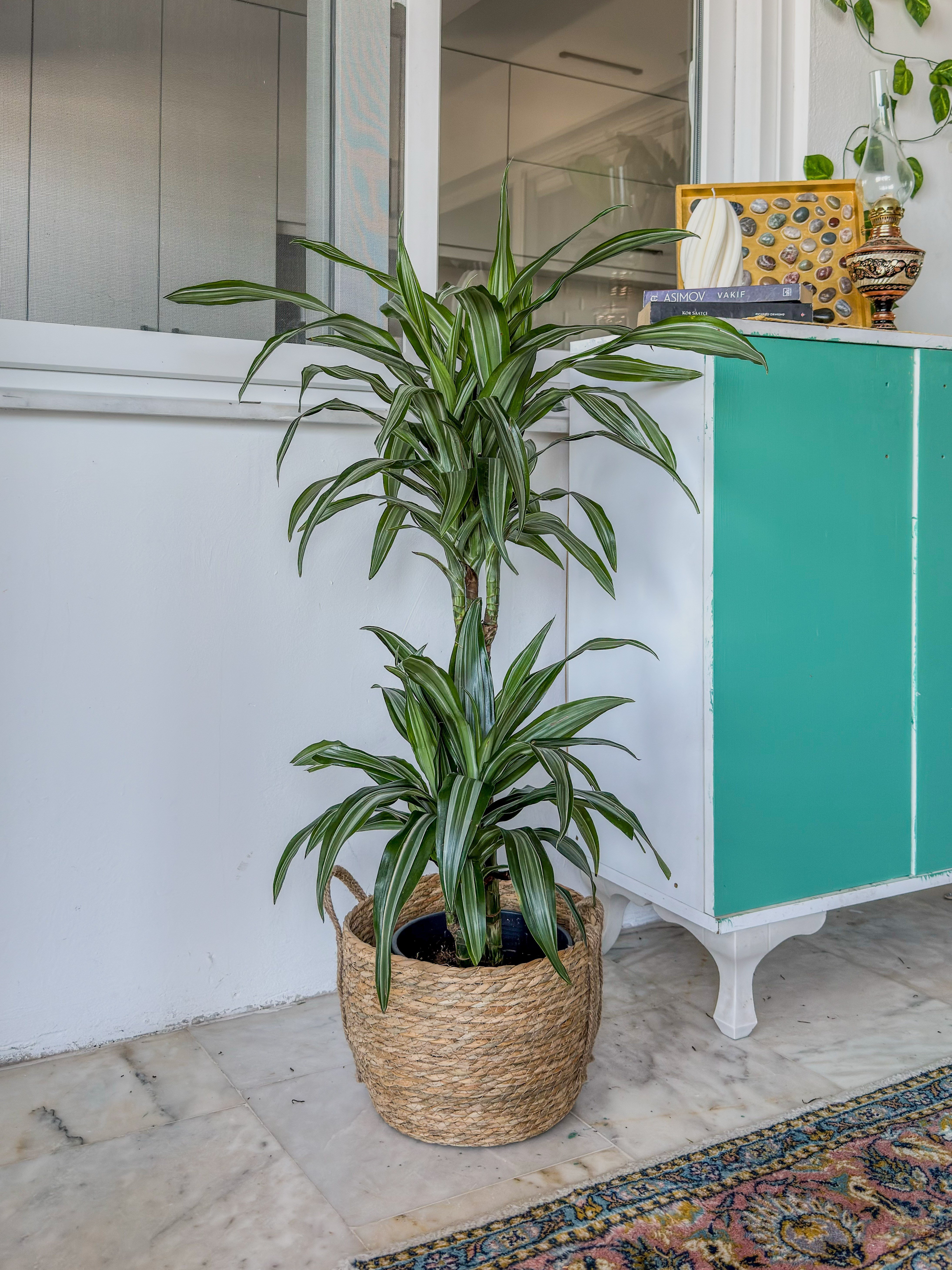 Dracaena Warneckii 2 Kök (80-100 cm) – Çizgili Yapraklarıyla Devasa Hacim 🌿