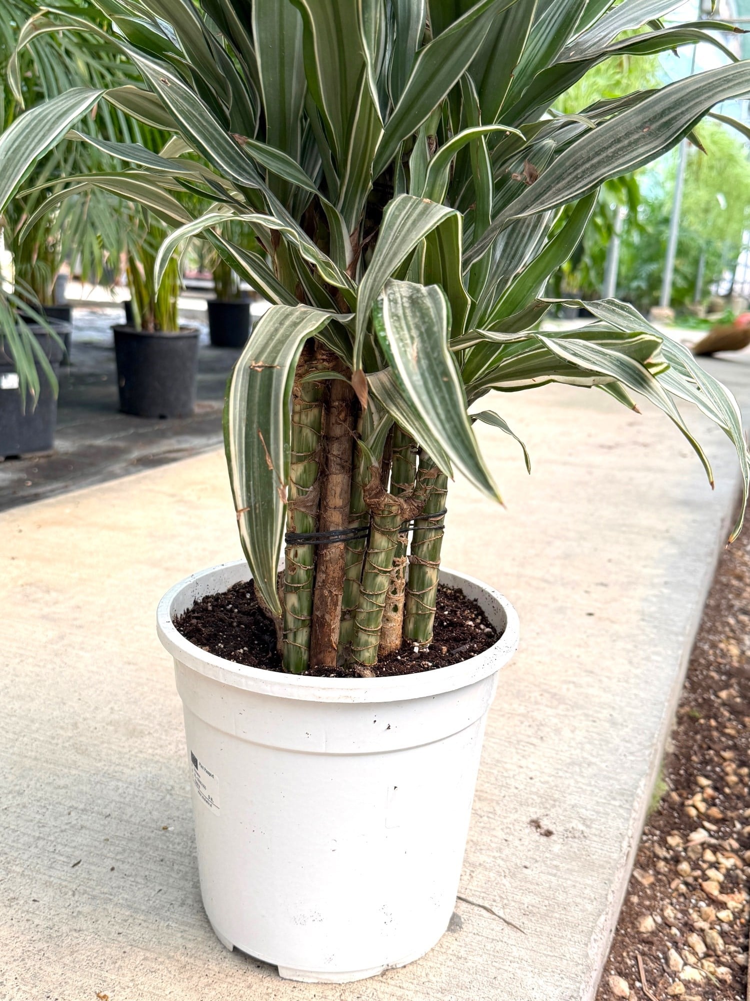 Dracaena Warneckii 8 Kök (120-130 cm) – Çizgili Yapraklarıyla Devasa Hacim 🌿