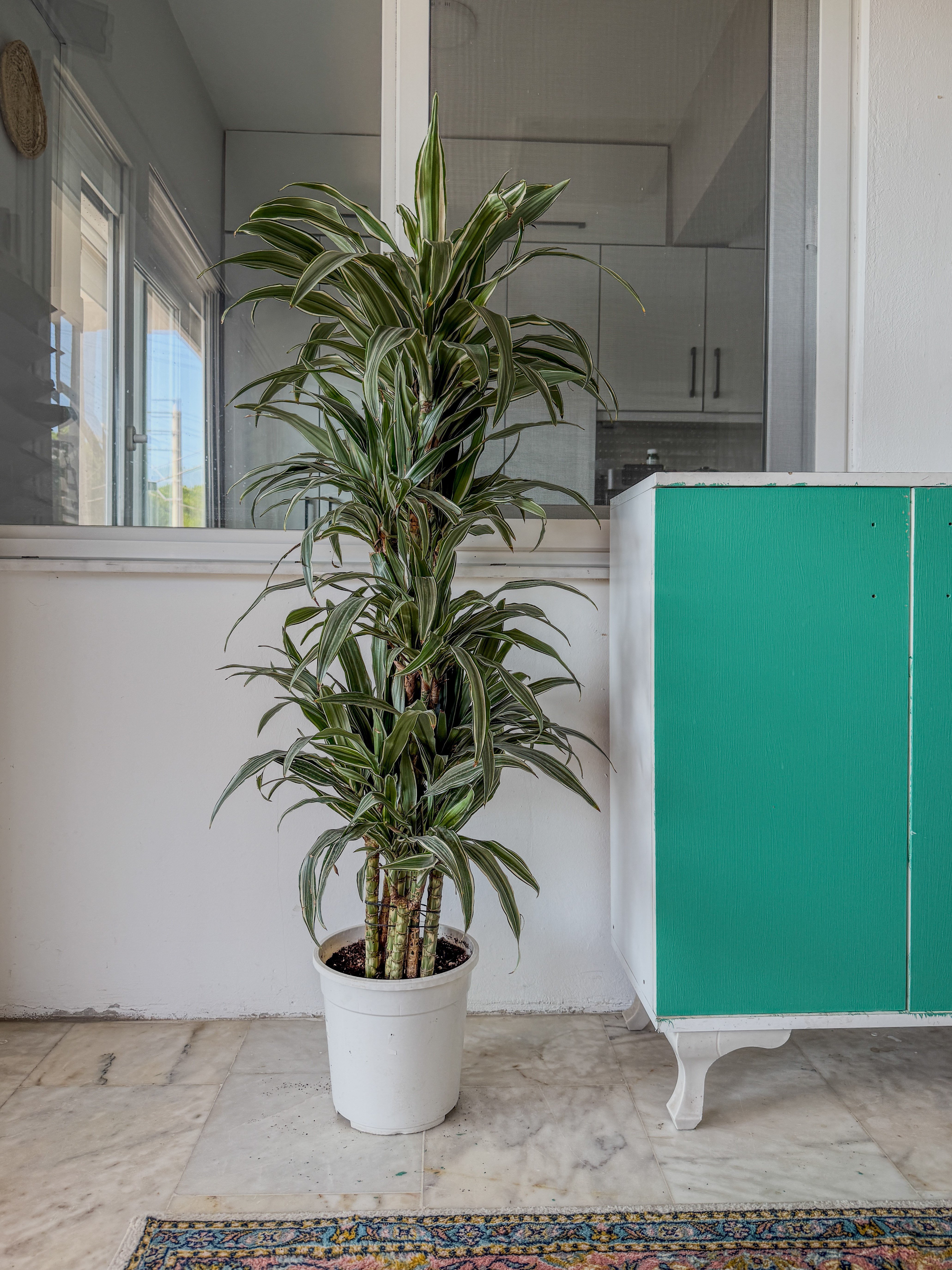Dracaena Warneckii 8 Kök (120-130 cm) – Çizgili Yapraklarıyla Devasa Hacim 🌿