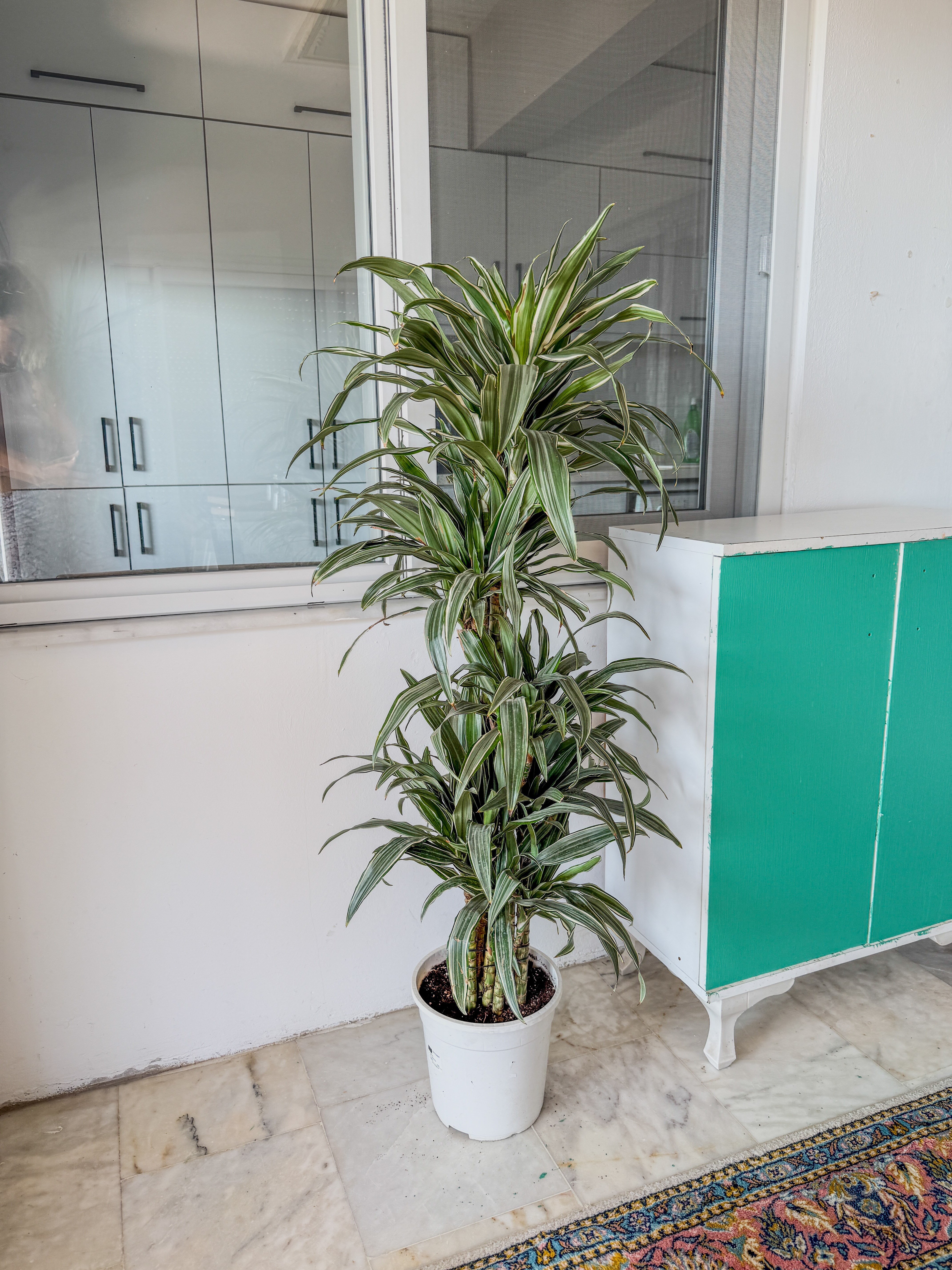 Dracaena Warneckii 8 Kök (120-130 cm) – Çizgili Yapraklarıyla Devasa Hacim 🌿