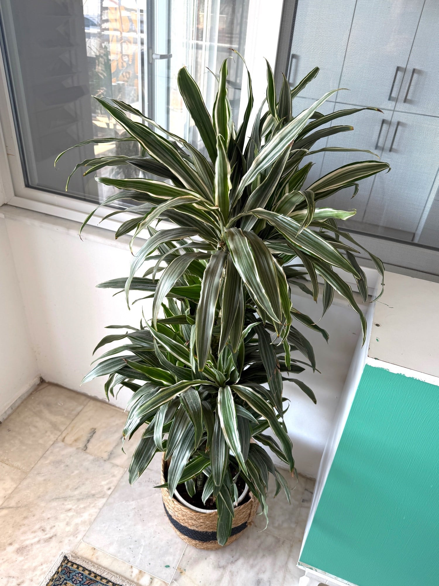 Dracaena Warneckii 8 Kök (120-130 cm) – Çizgili Yapraklarıyla Devasa Hacim 🌿