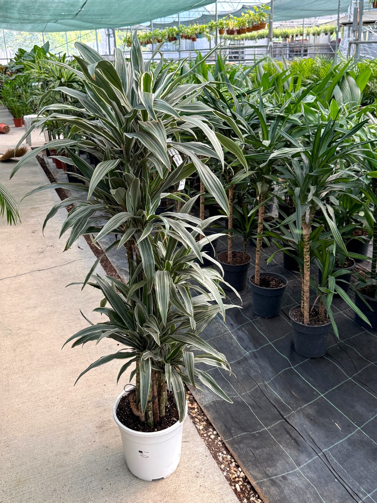 Dracaena Warneckii 8 Kök (120-130 cm) – Çizgili Yapraklarıyla Devasa Hacim 🌿