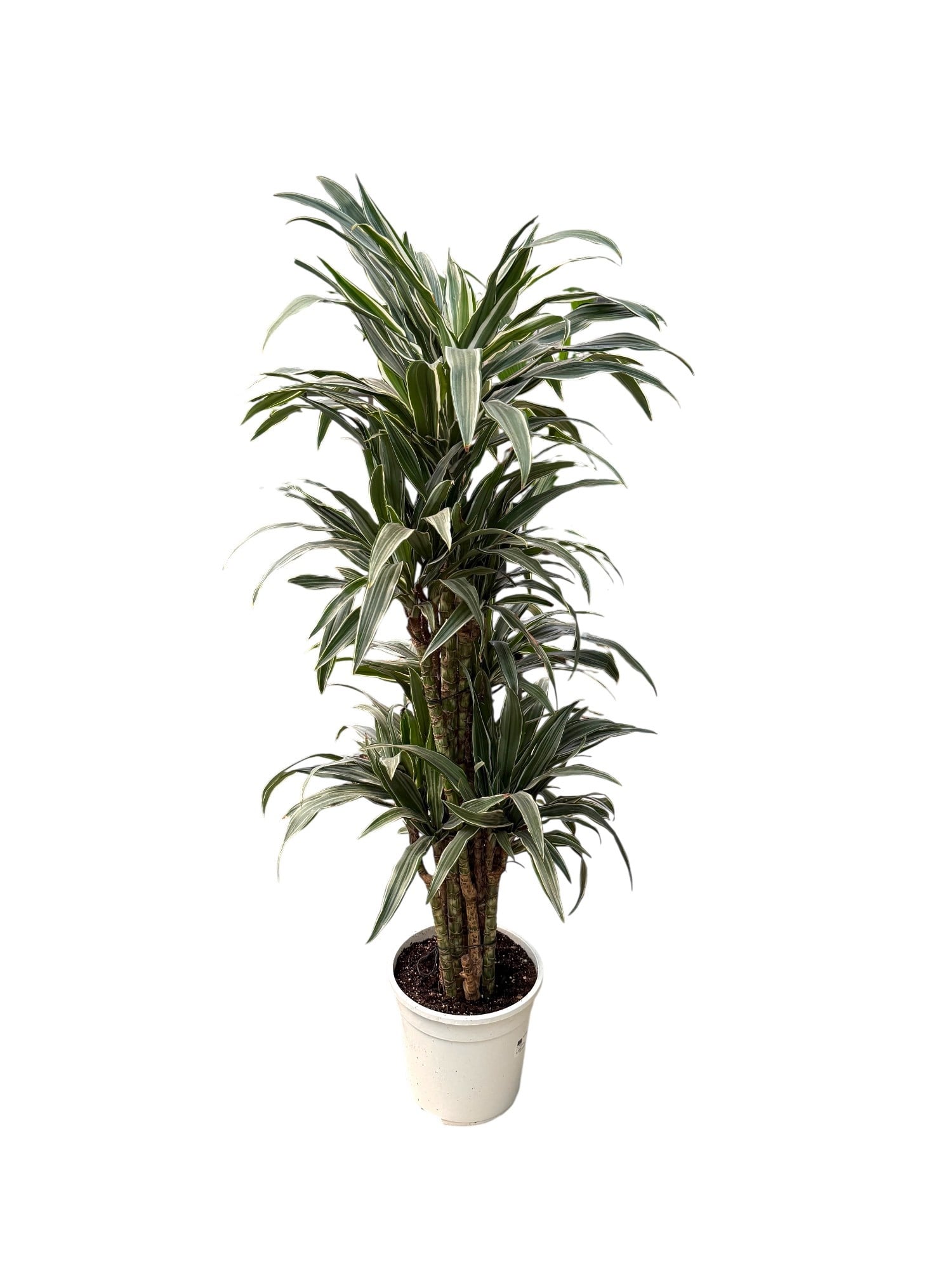 Dracaena Warneckii 8 Kök (120-130 cm) – Çizgili Yapraklarıyla Devasa Hacim 🌿