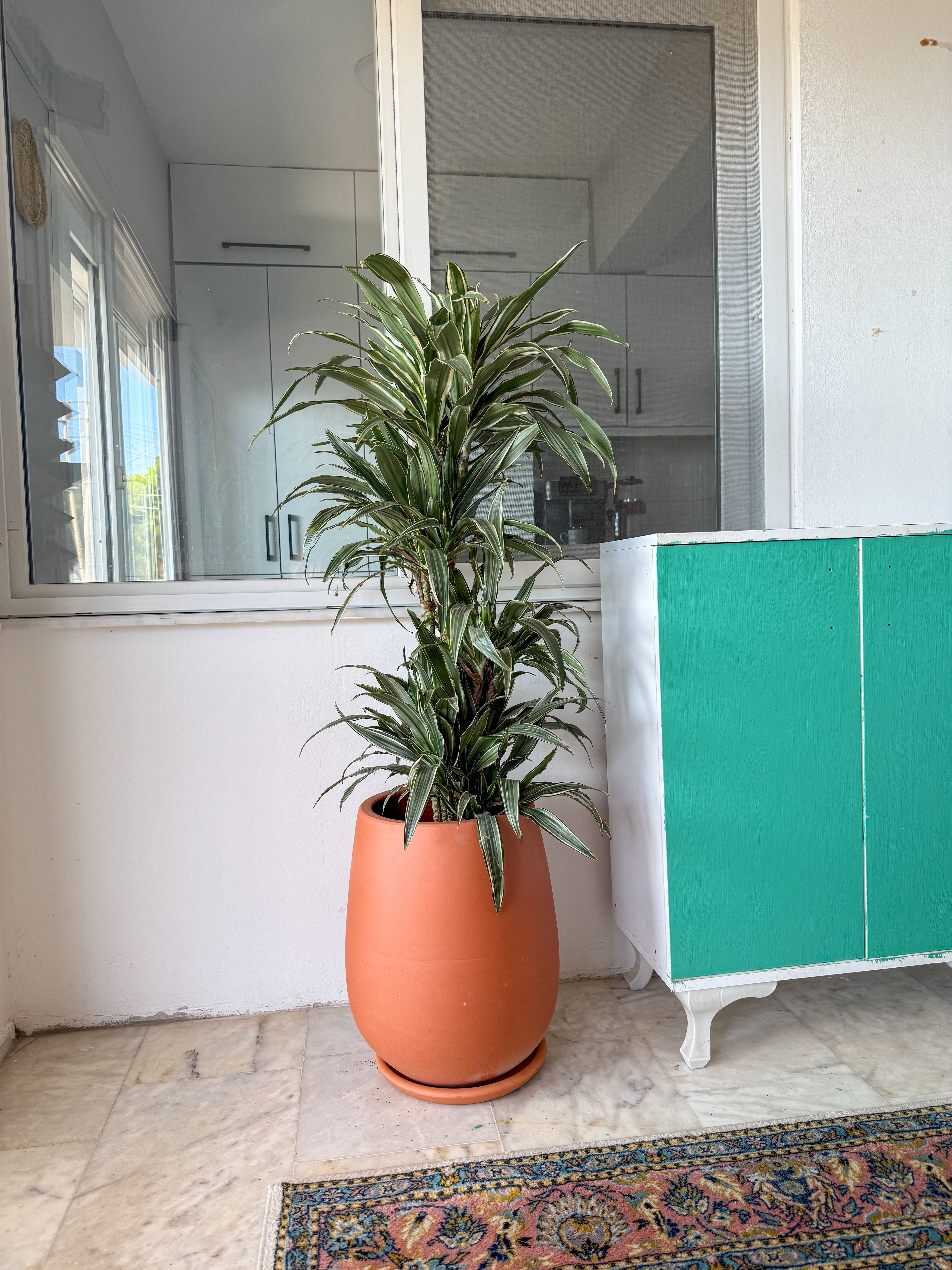 Dracaena Warneckii 8 Kök (120-130 cm) – Çizgili Yapraklarıyla Devasa Hacim 🌿
