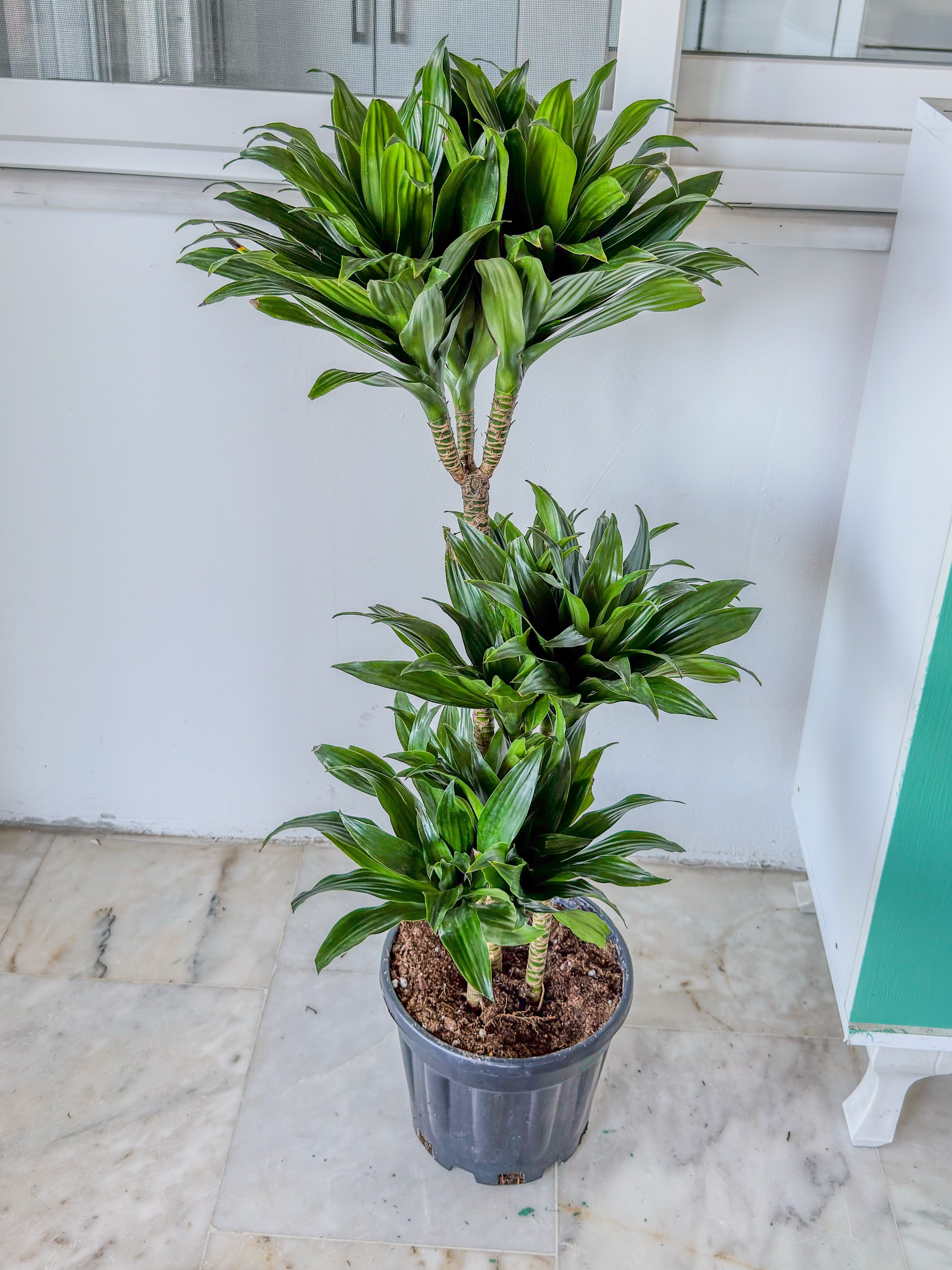 Draceana Compacta 3 Gövdeli XL 120-130 Cm 