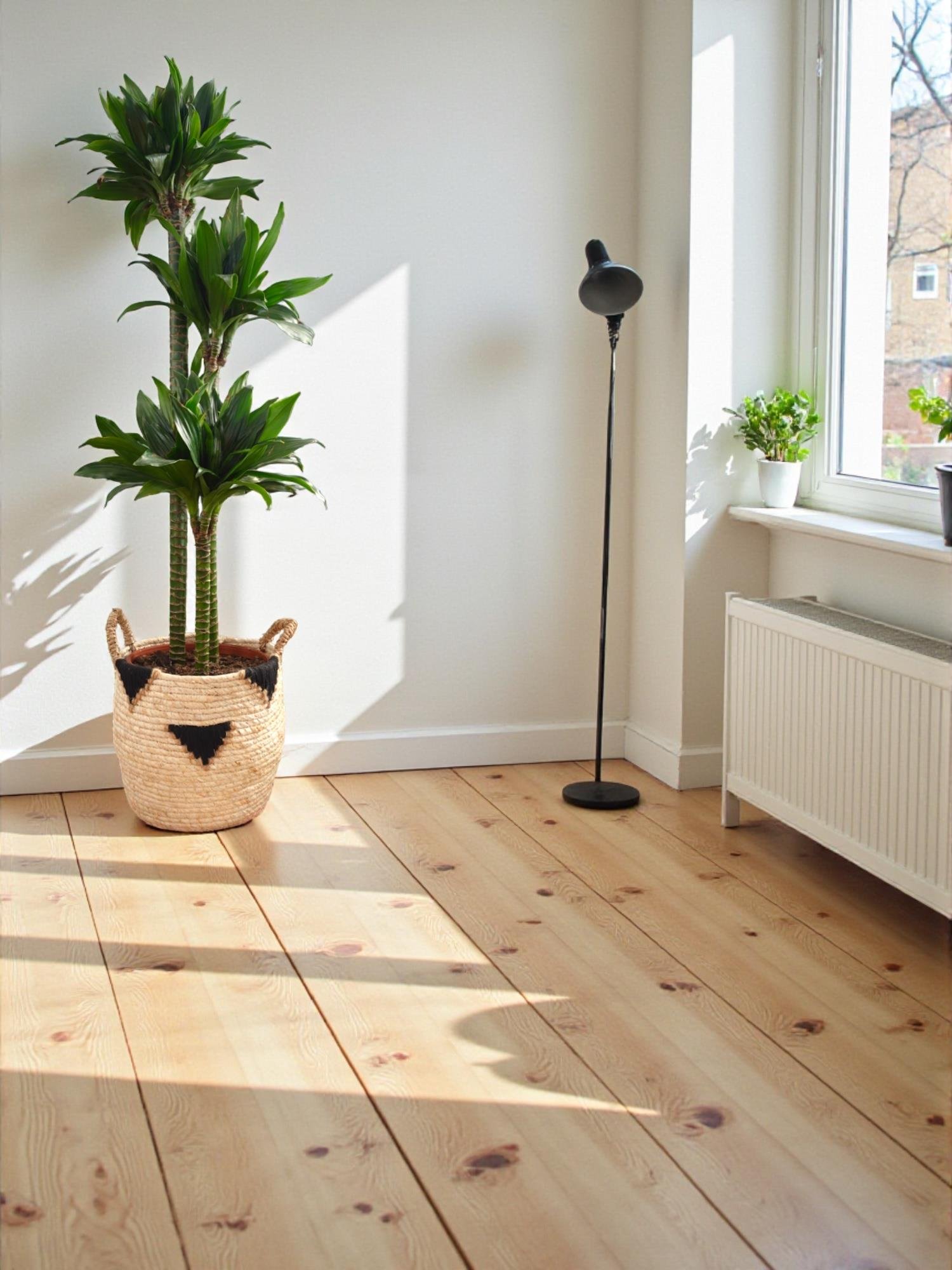 Draceana Compacta 3 Gövdeli XL 120-130 Cm 