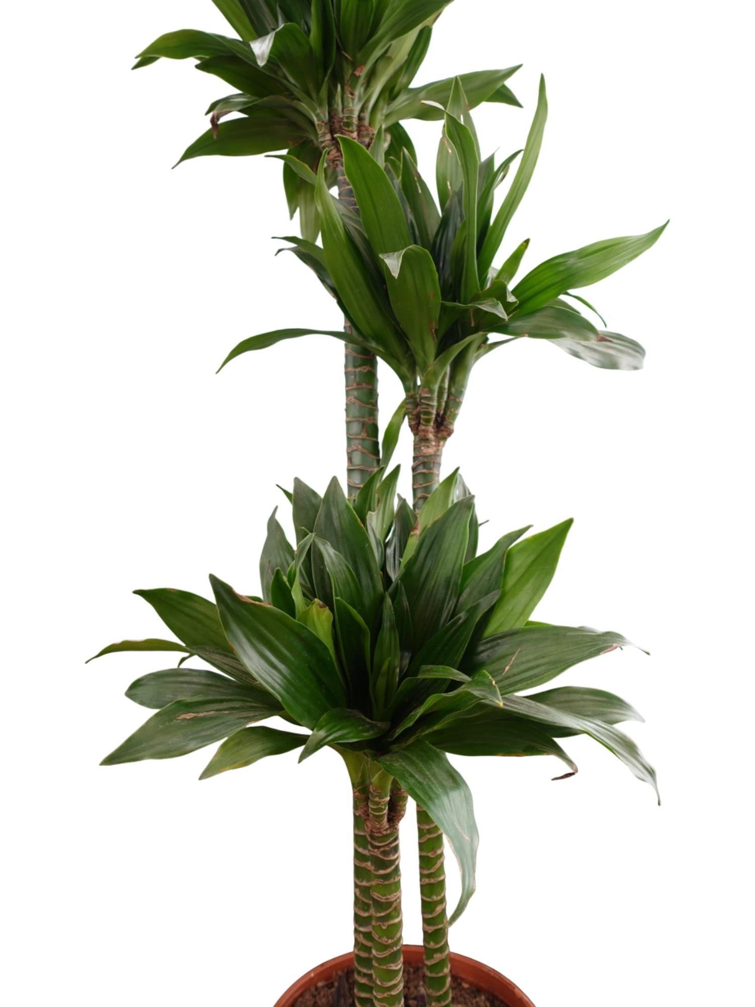 Draceana Compacta 3 Gövdeli XL 120-130 Cm 