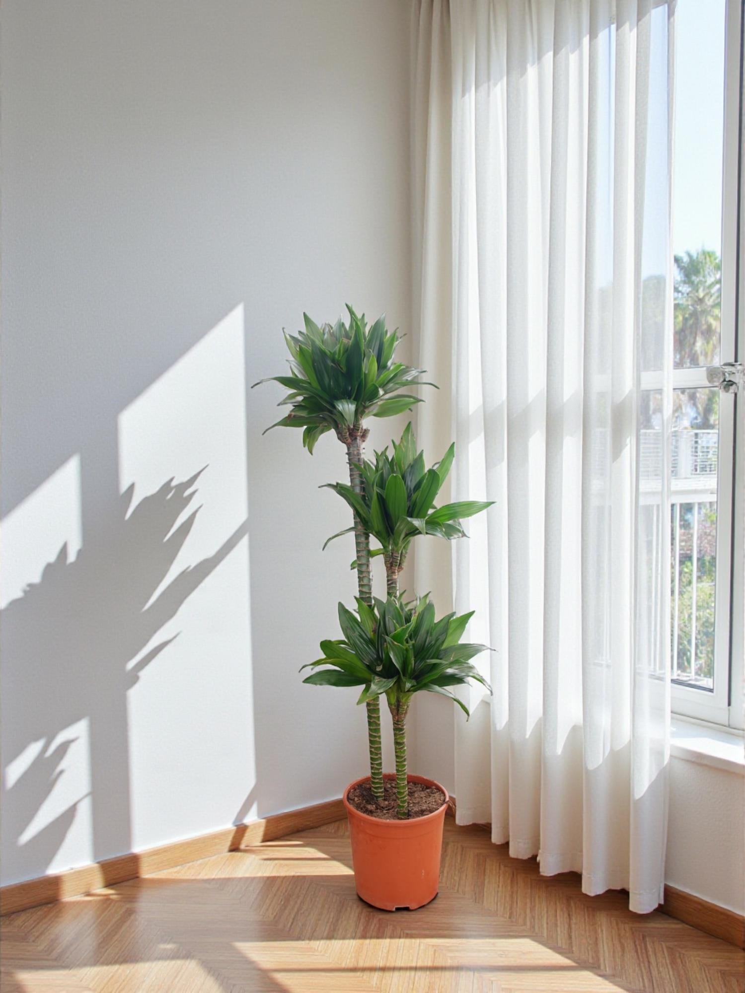 Draceana Compacta 3 Gövdeli XL 120-130 Cm 