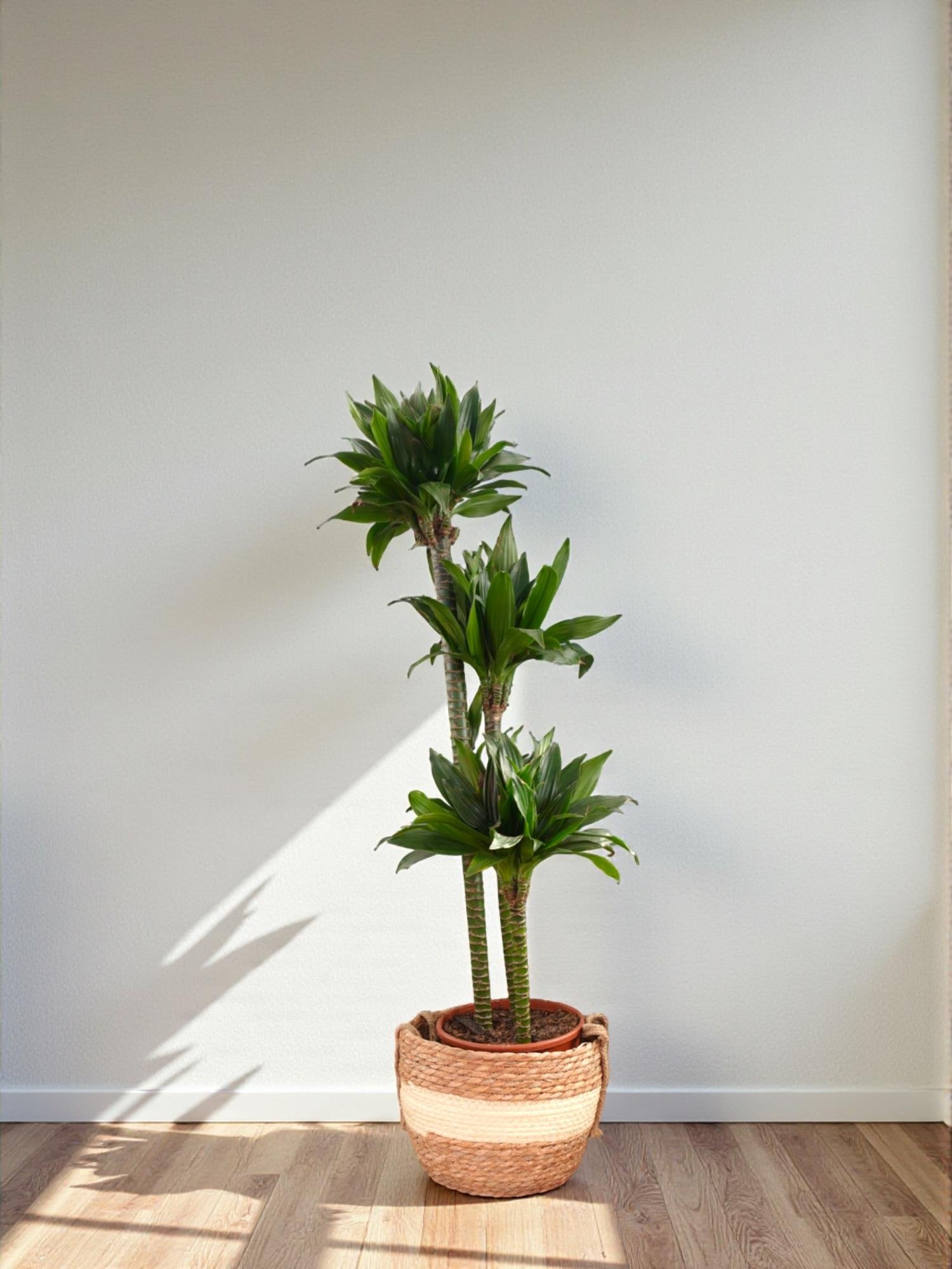 Draceana Compacta 3 Gövdeli XL 120-130 Cm 