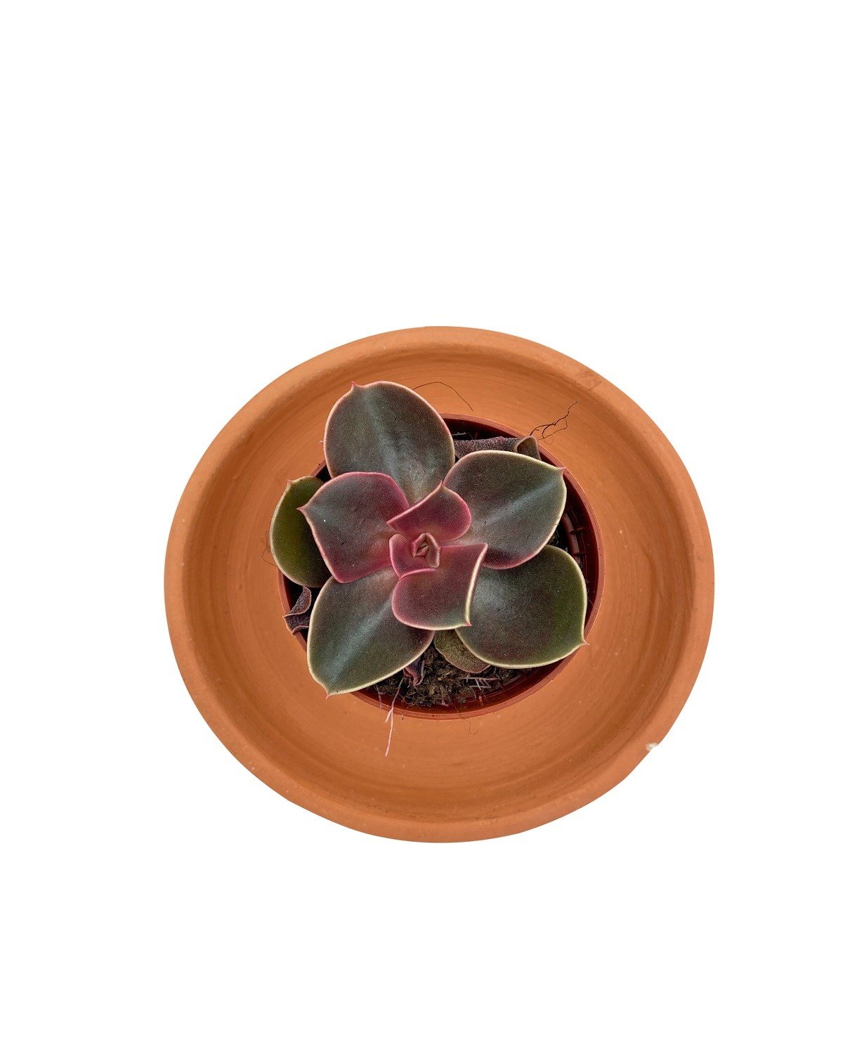 Echeveria Magic Red