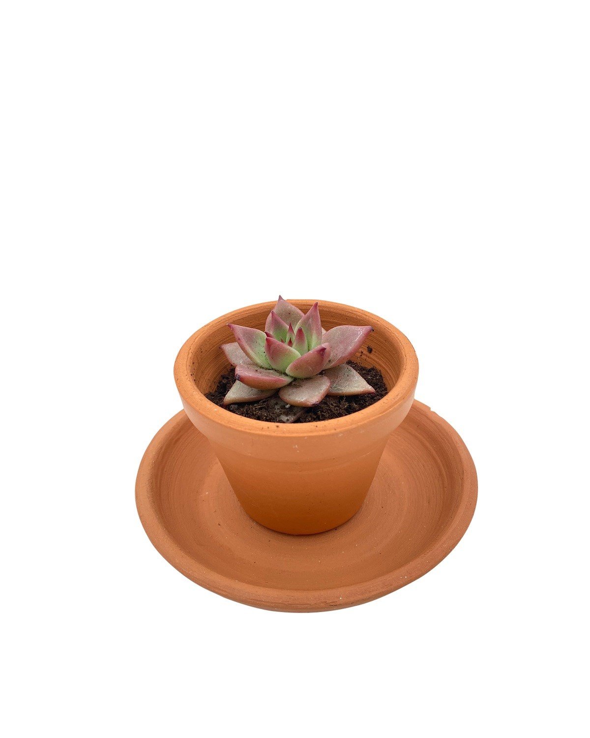 Echeveria Pink Champaigne