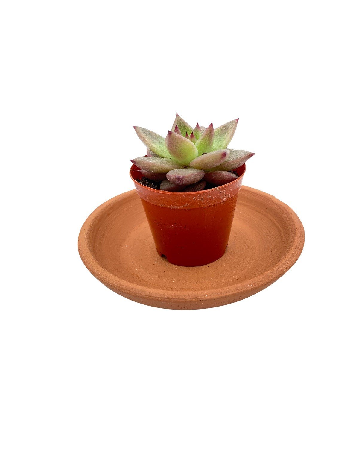 Echeveria Pink Champaigne