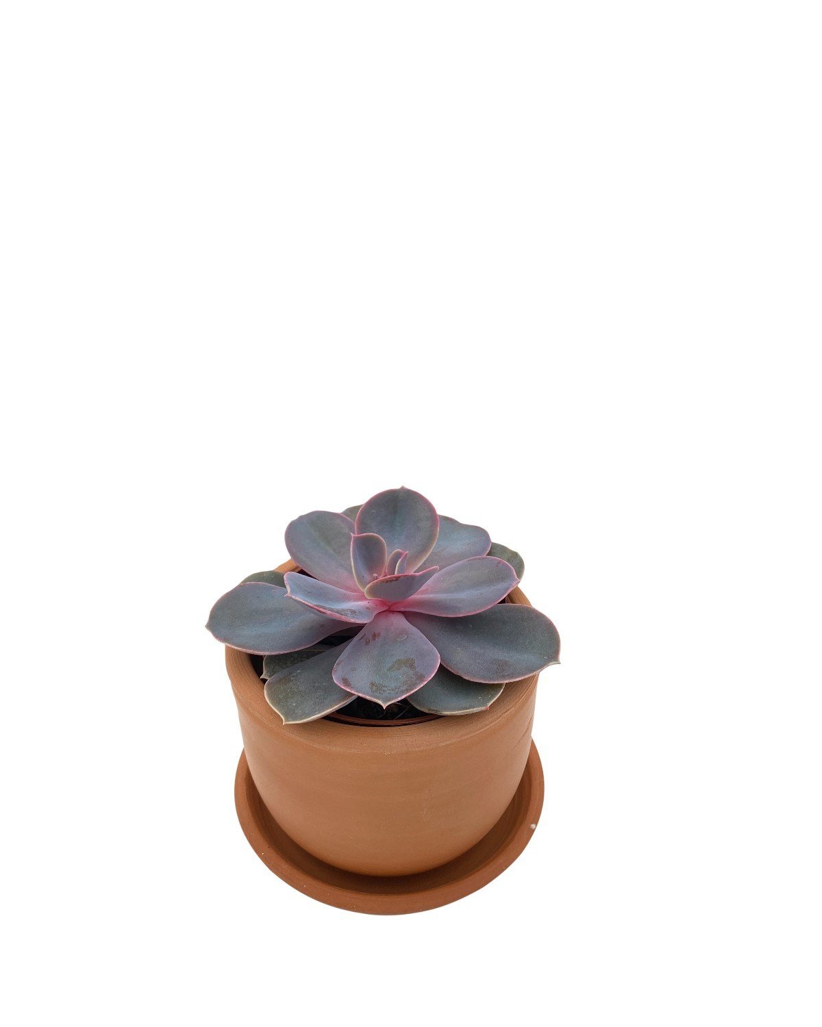 Echeveria Purple Pearl