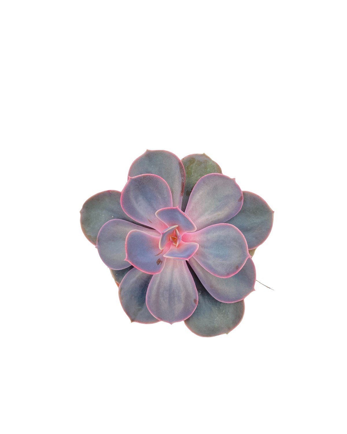 Echeveria Purple Pearl