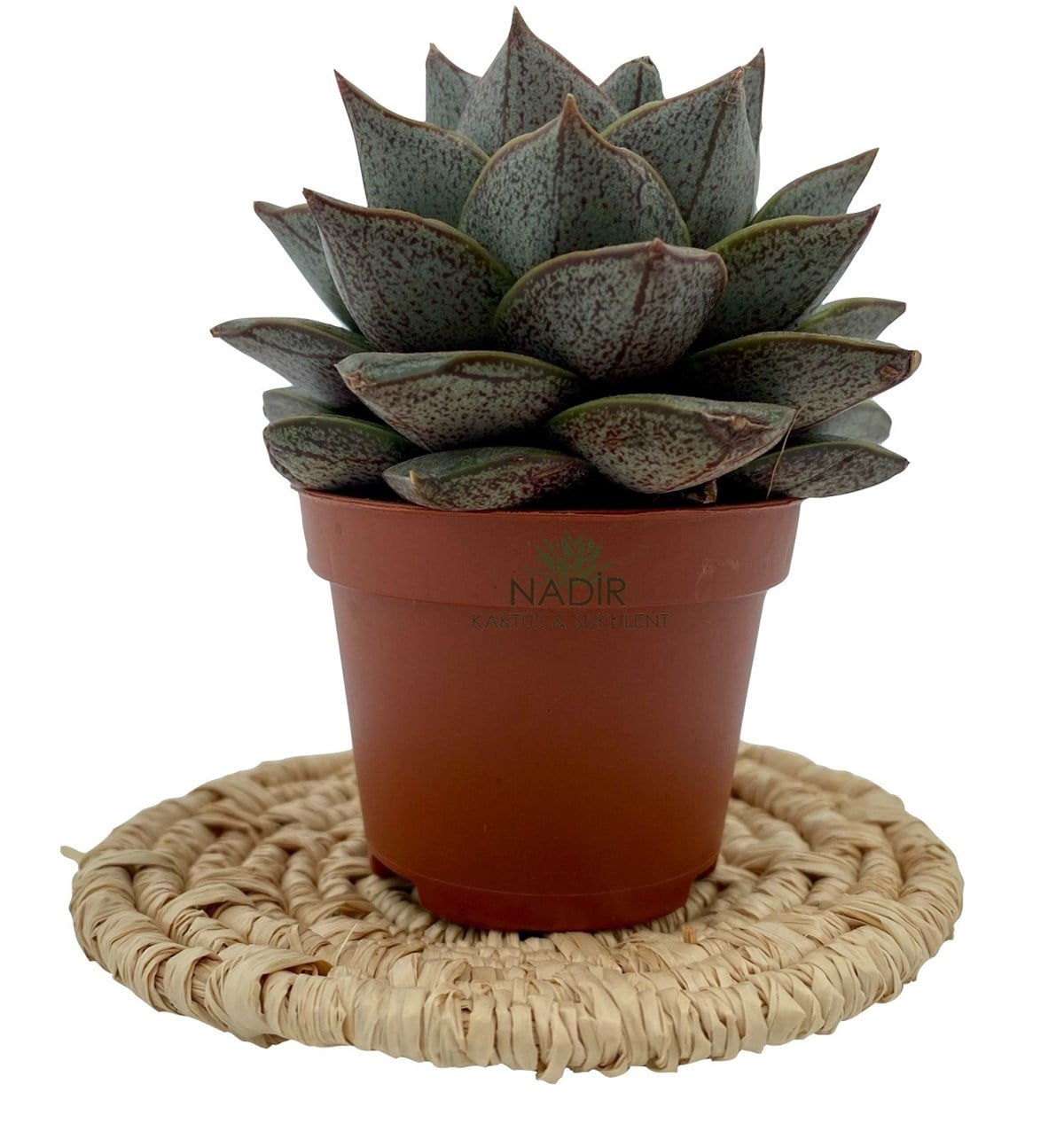 Echeveria Purpusorum