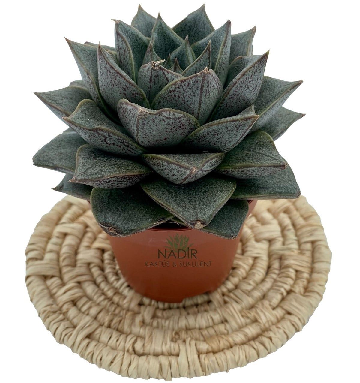 Echeveria Purpusorum