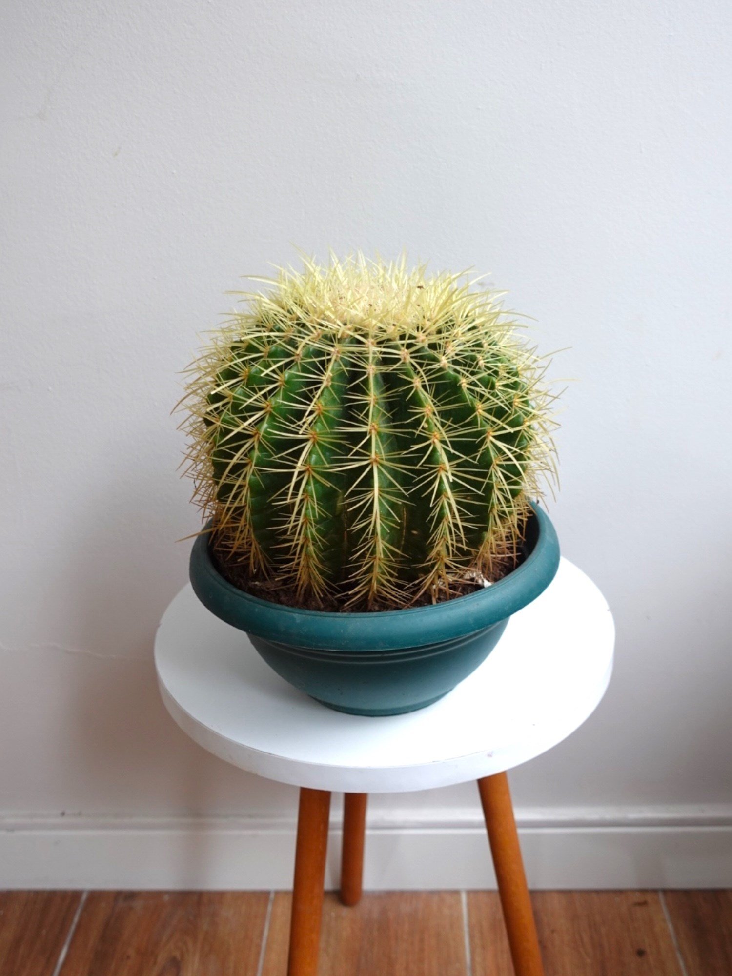 Echinocactus Grusonii Altın Fıçı Kaktüs Çap 12.5