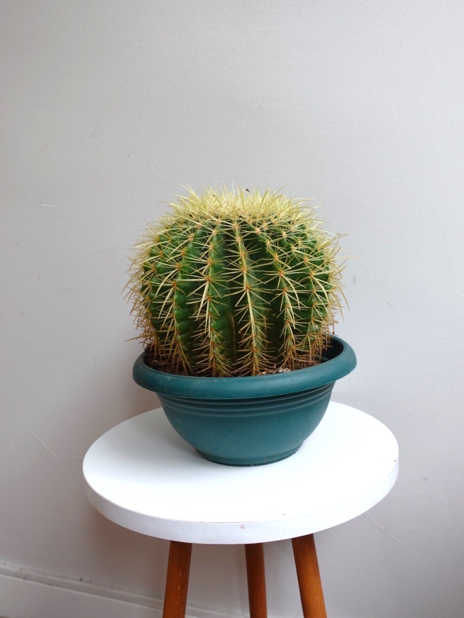 Echinocactus Grusonii Altın Fıçı Kaktüs Çap 12.5