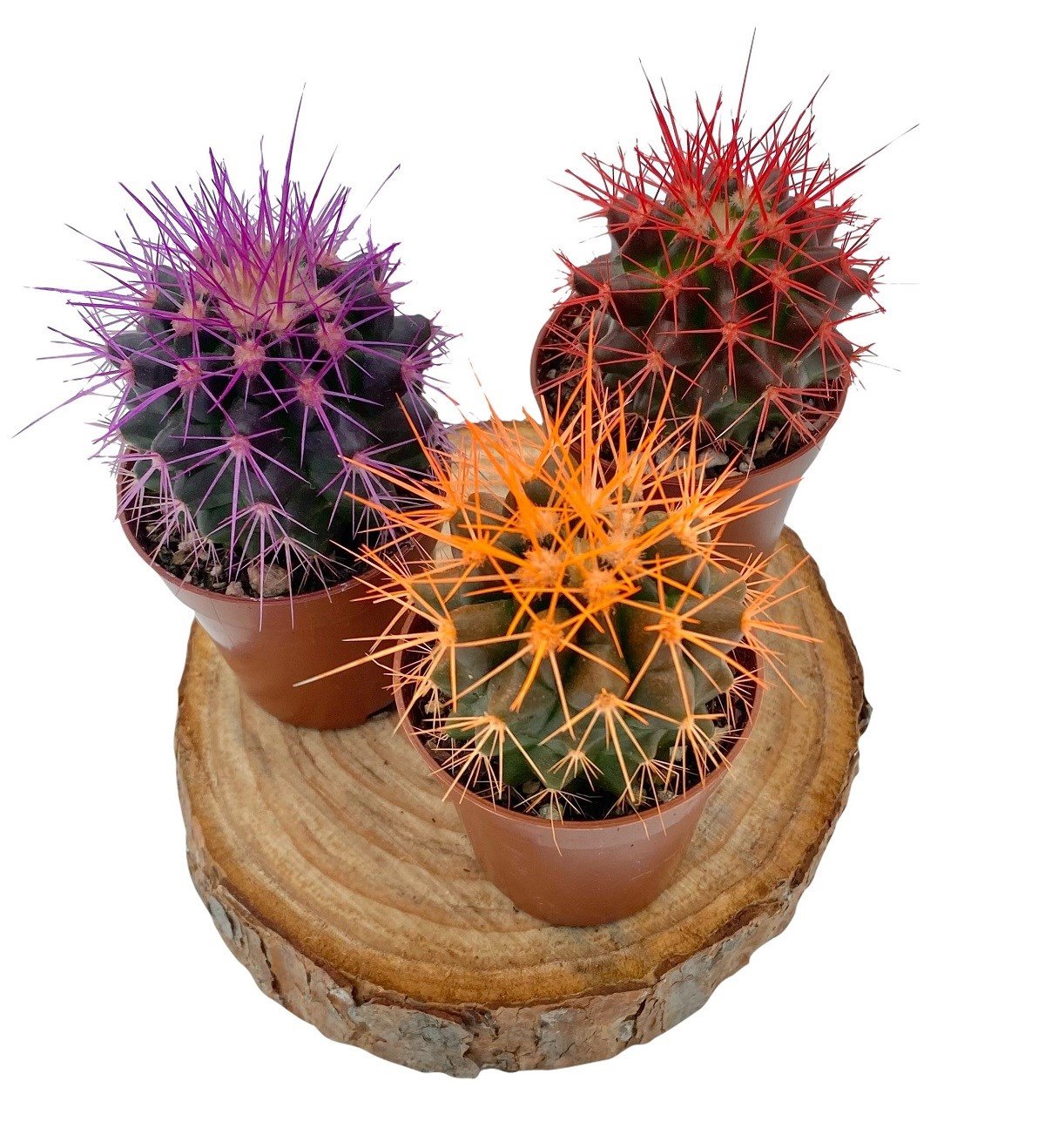 Echinocactus Grusonii Renkli