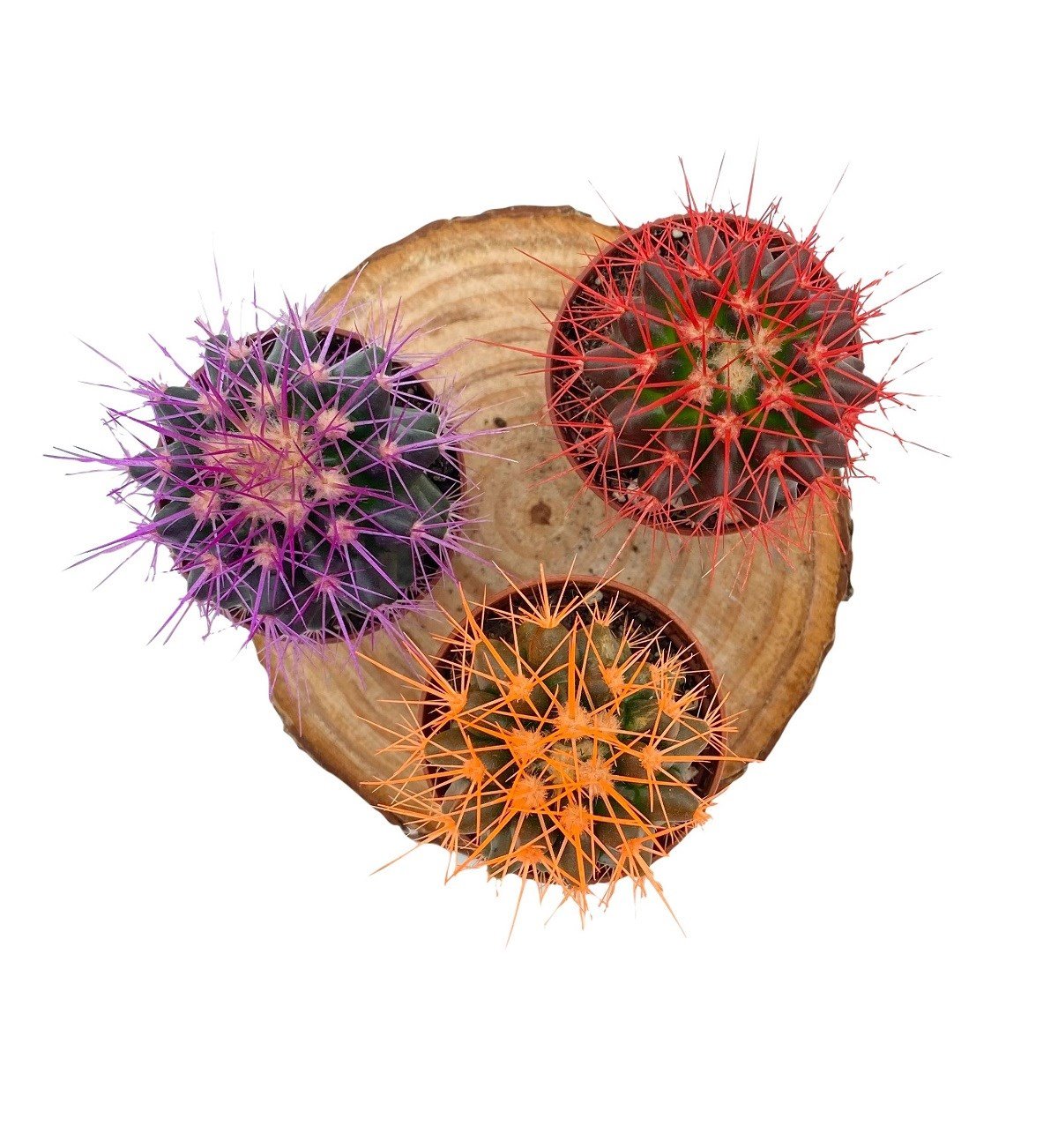 Echinocactus Grusonii Renkli