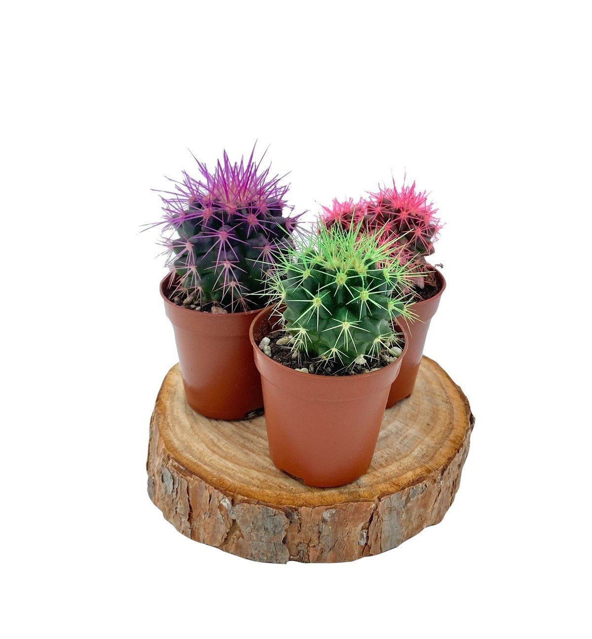 Echinocactus Grusonii Renkli