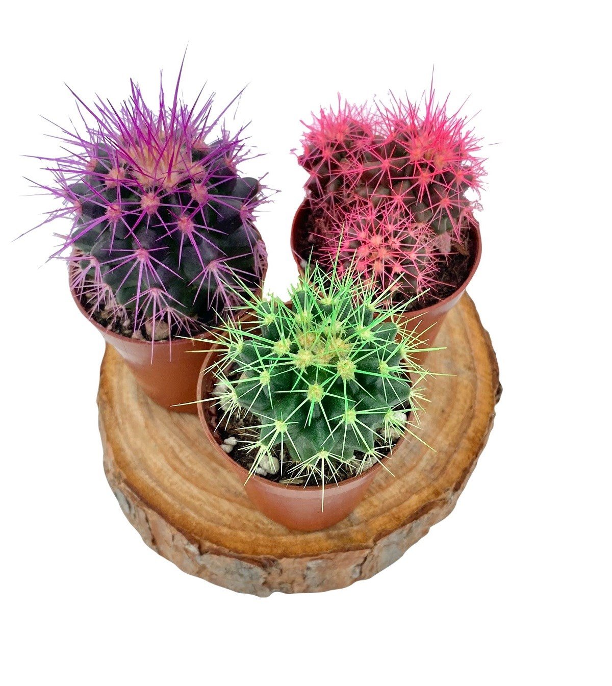 Echinocactus Grusonii Renkli