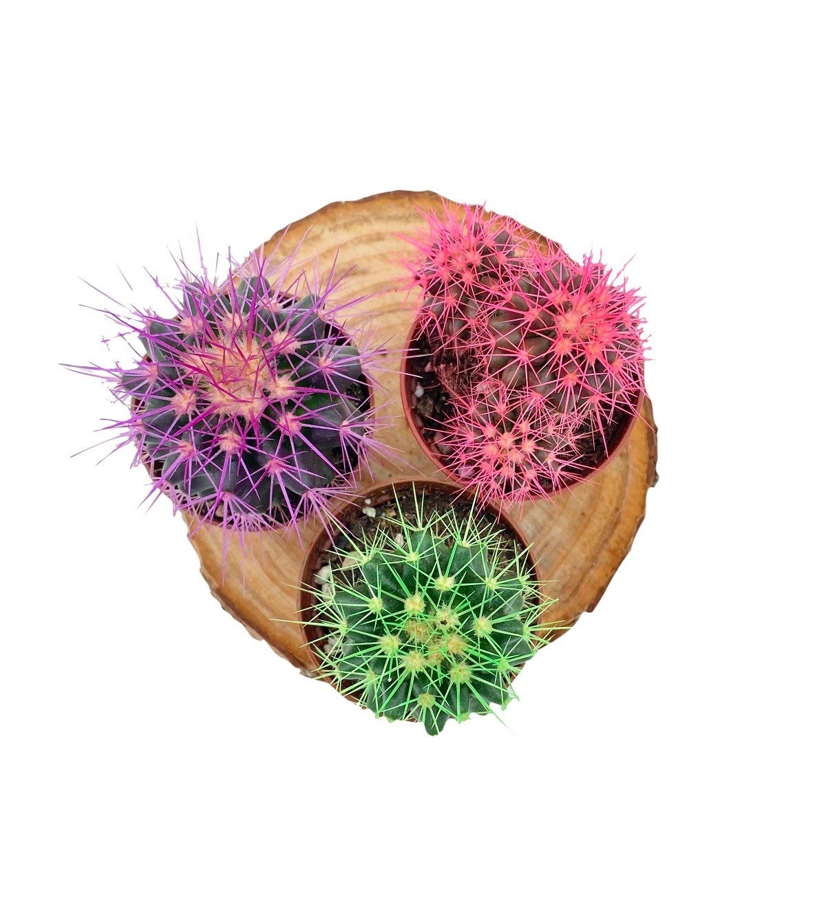 Echinocactus Grusonii Renkli