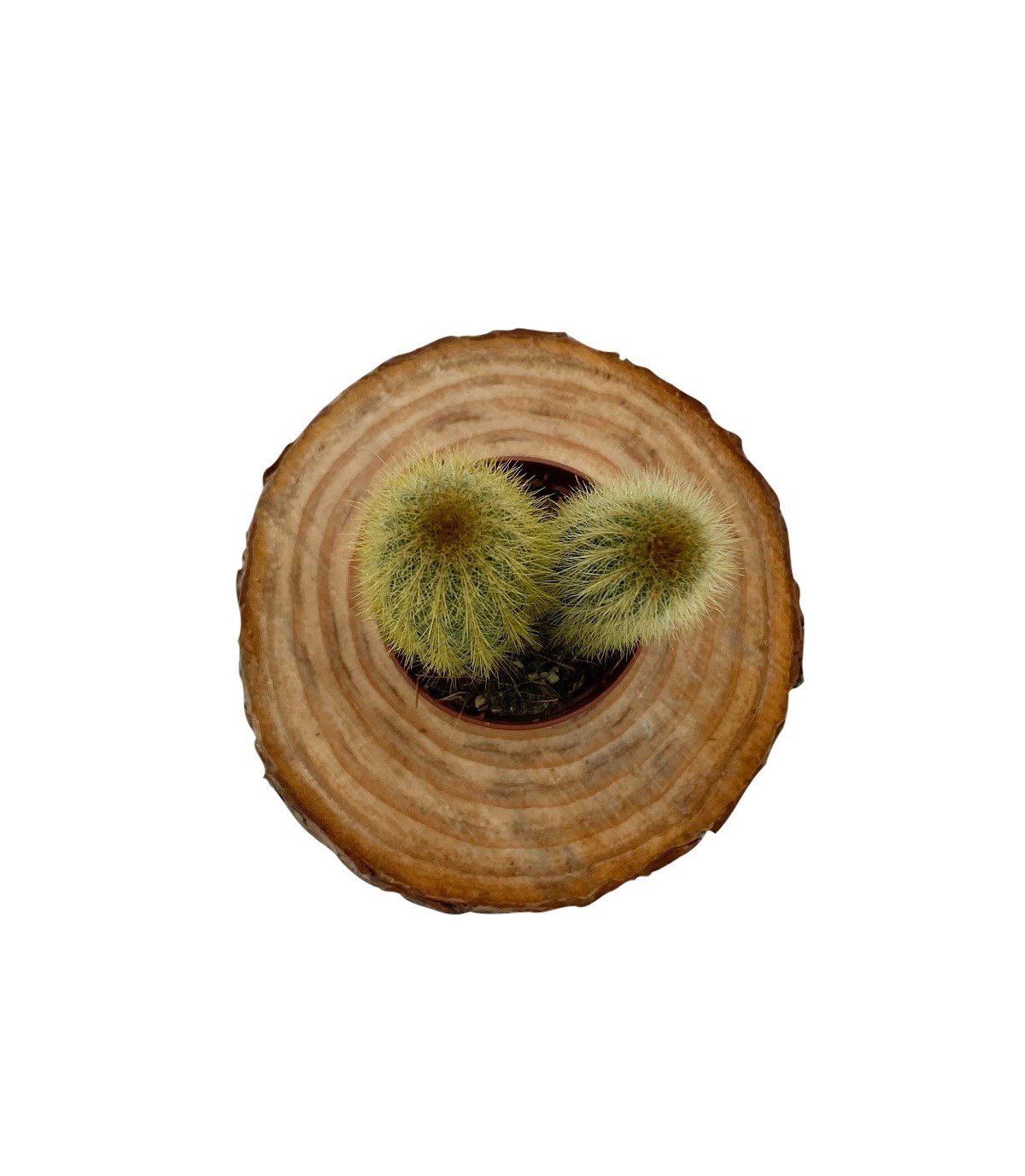 Espostoa Guentheri