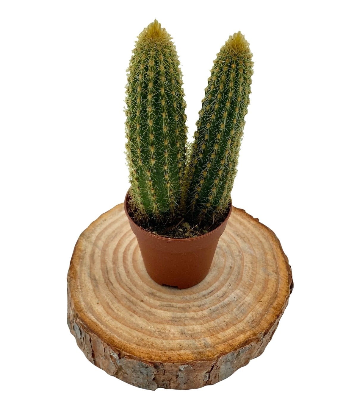 Espostoa Guentheri