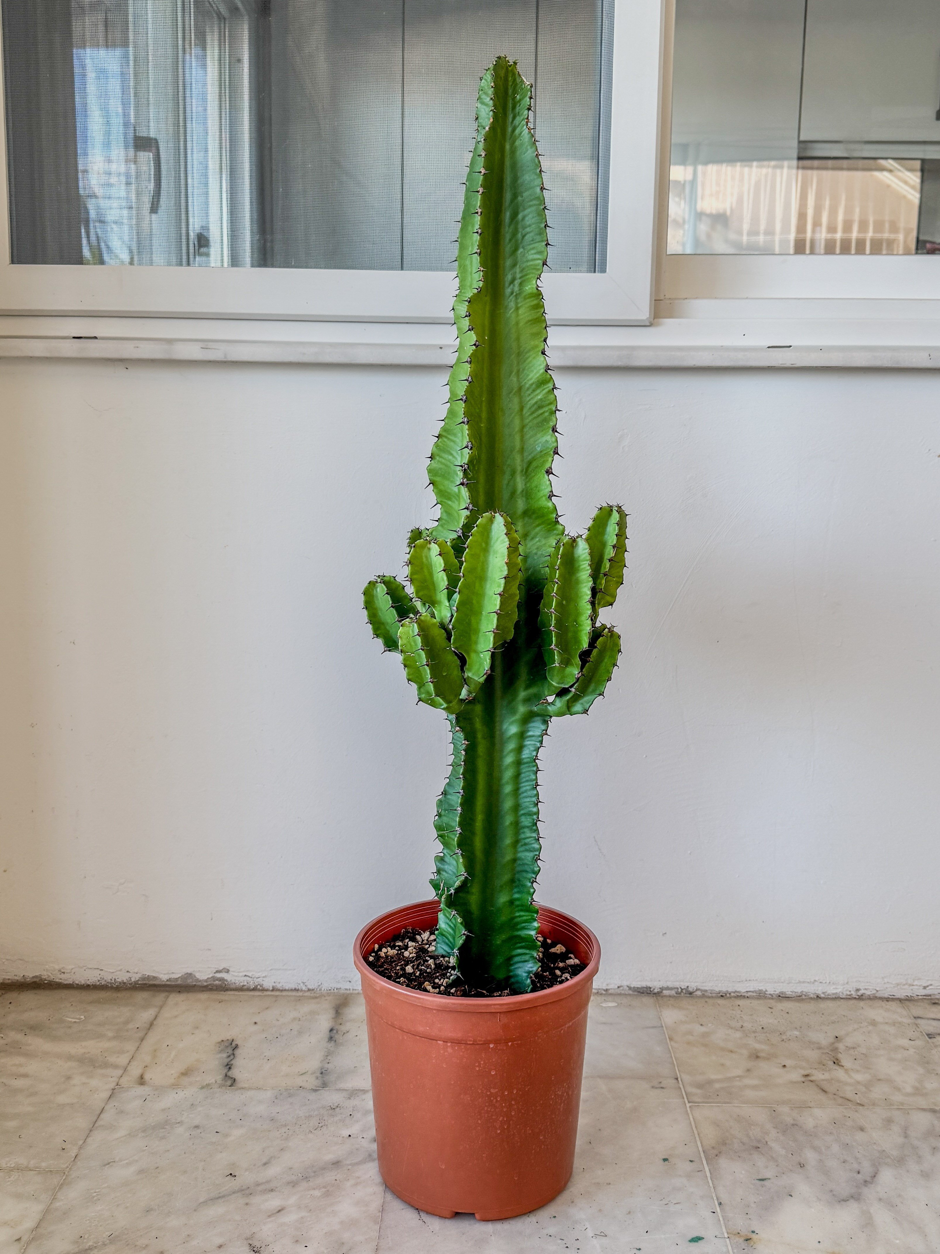 Euphorbia Eritrea Candelabrum Dev Kaktüs 