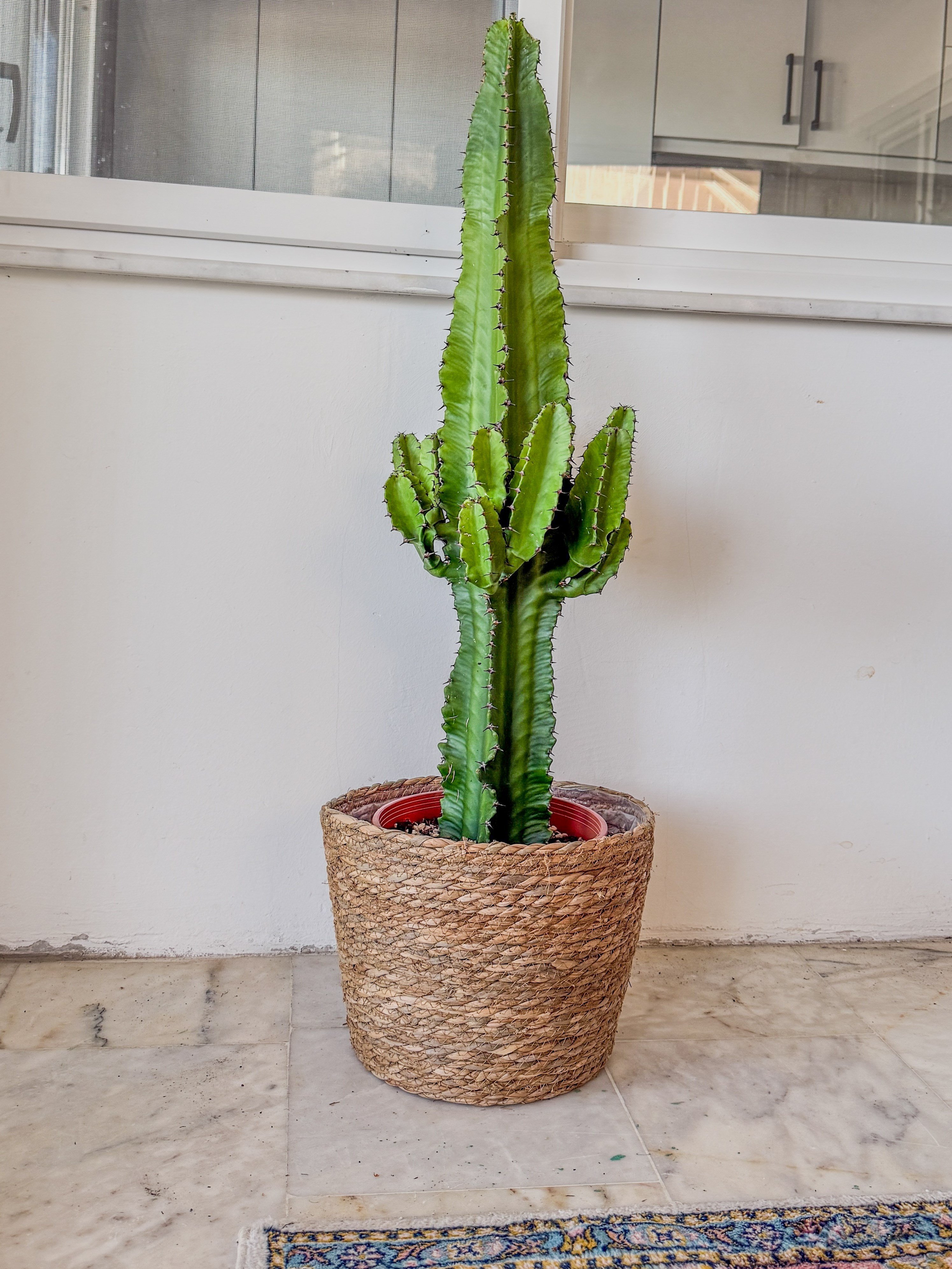 Euphorbia Eritrea Candelabrum Dev Kaktüs 