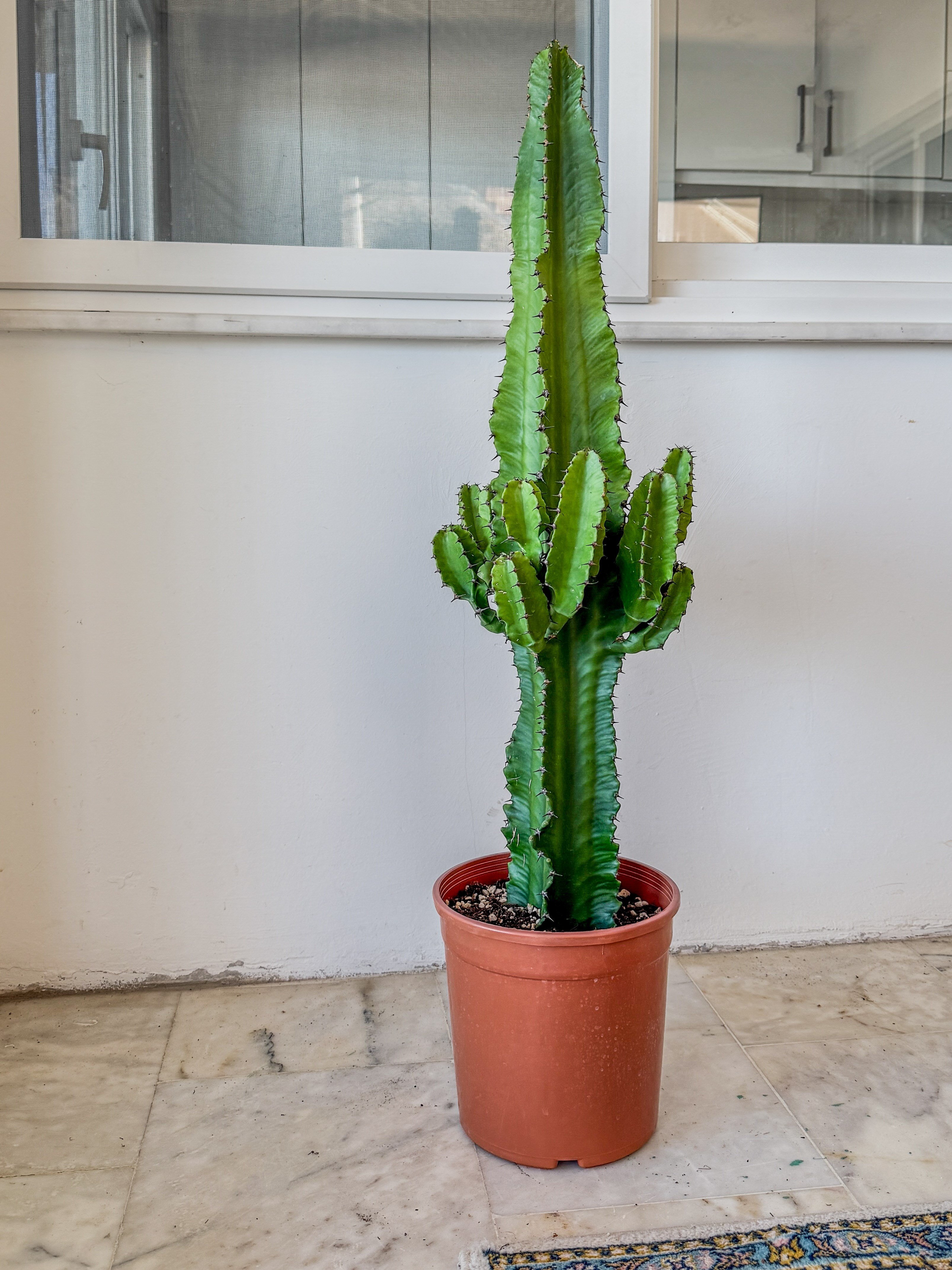 Euphorbia Eritrea Candelabrum Dev Kaktüs 