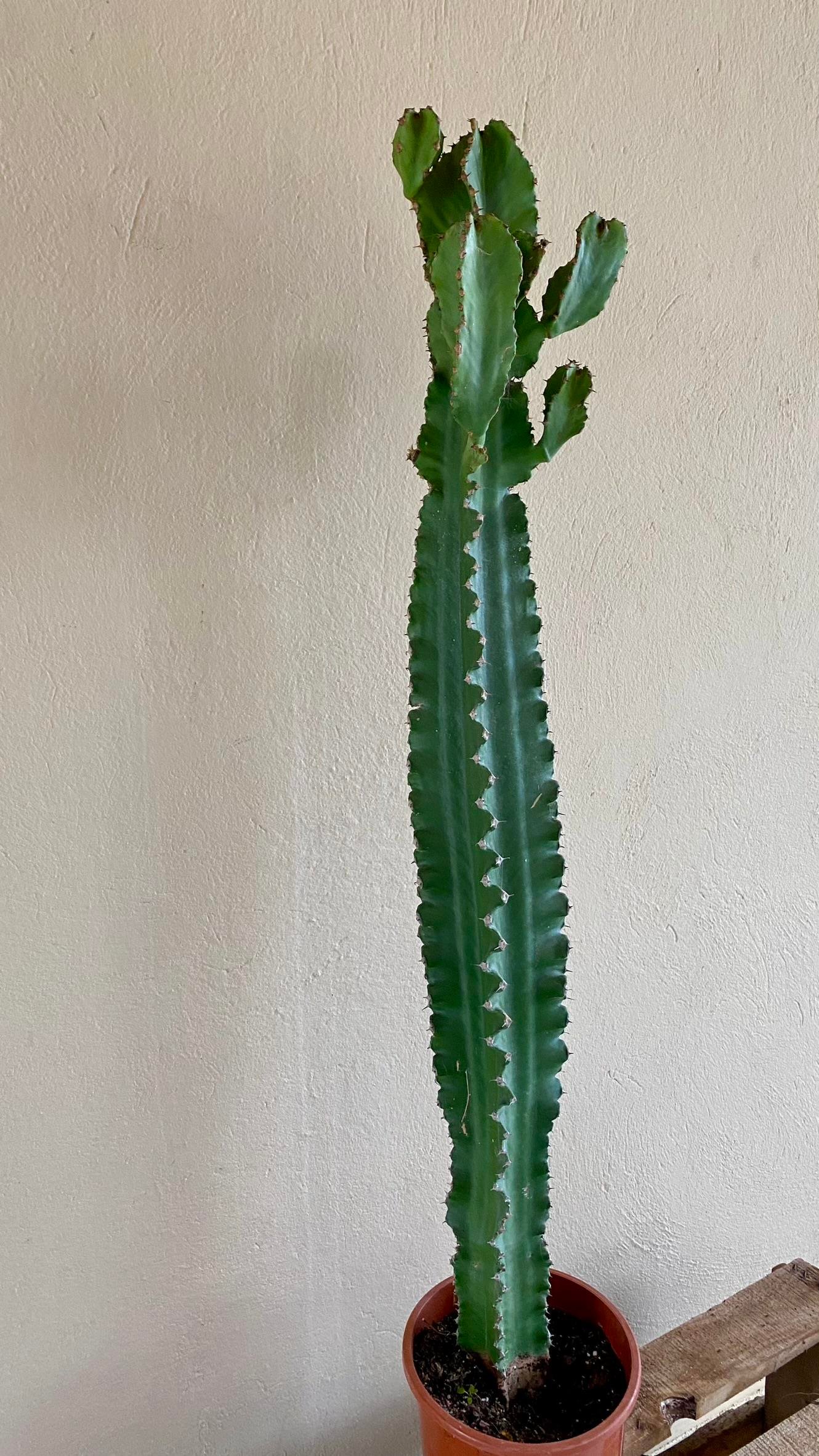 Euphorbia Eritrea Dev Kaktüs 